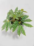 Bumble Plants Begonia Hemsleyana Variegata (Silver Dots U404) | Heirloom Boulevard