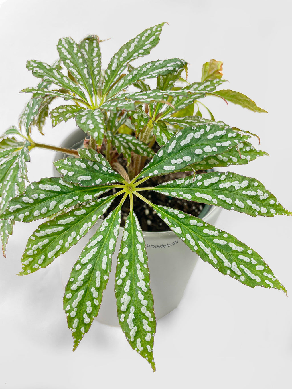 Bumble Plants Begonia Hemsleyana Variegata (Silver Dots U404)