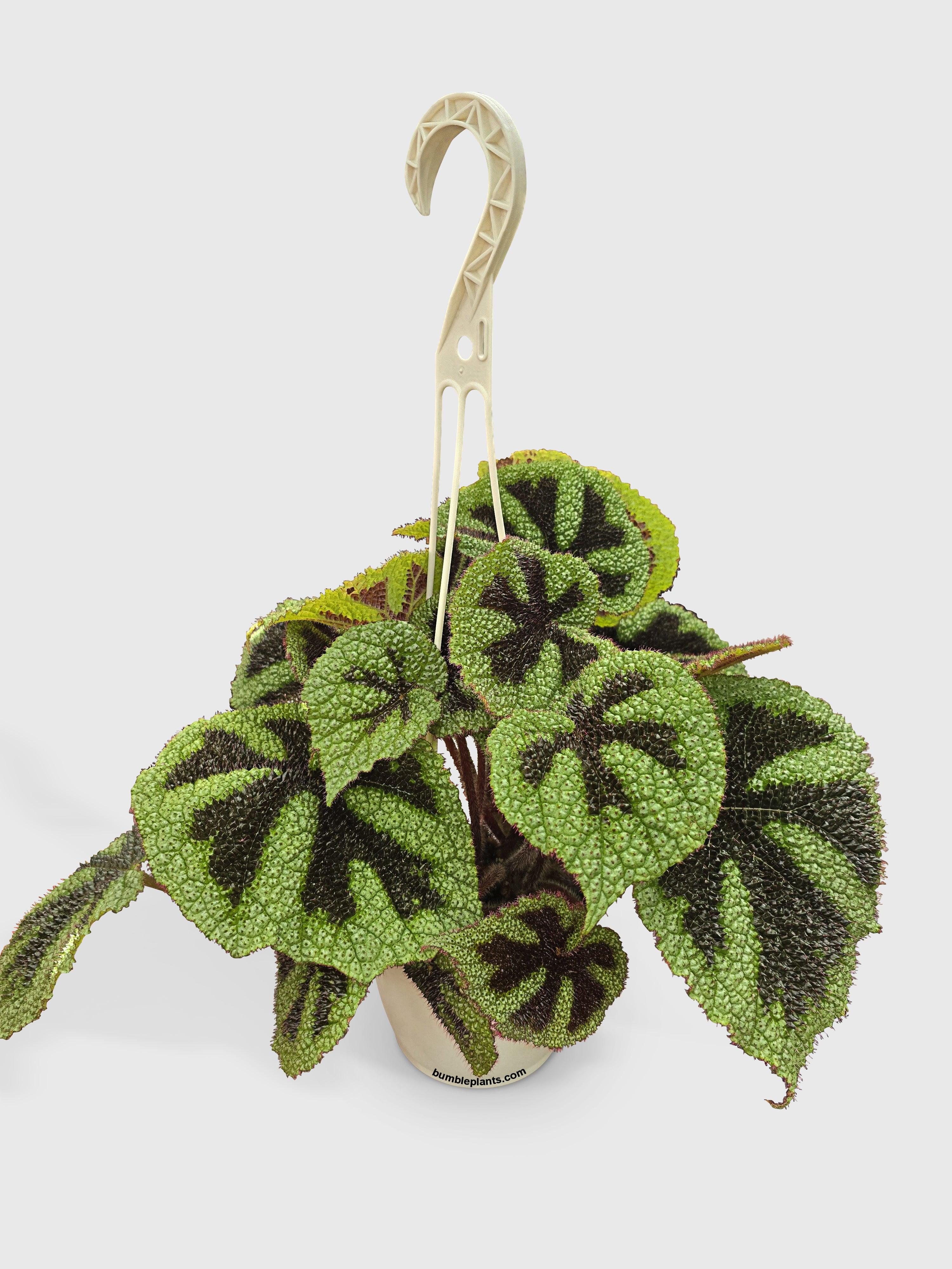 Bumble Plants Begonia Masoniana 'Iron Cross'