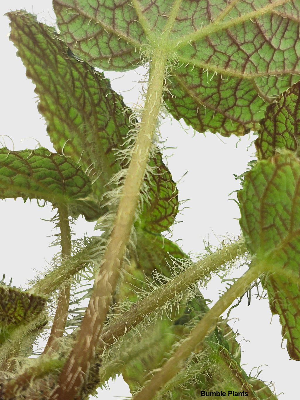 Begonia Longiciliata 'Sizemoreae U388' | Heirloom Boulevard