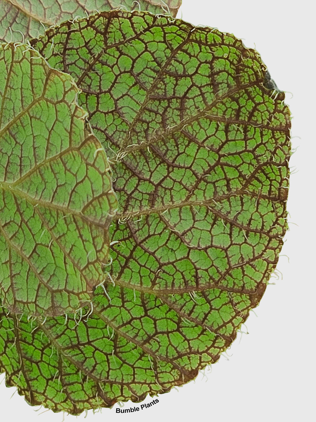 Begonia Longiciliata 'Sizemoreae U388' | Heirloom Boulevard