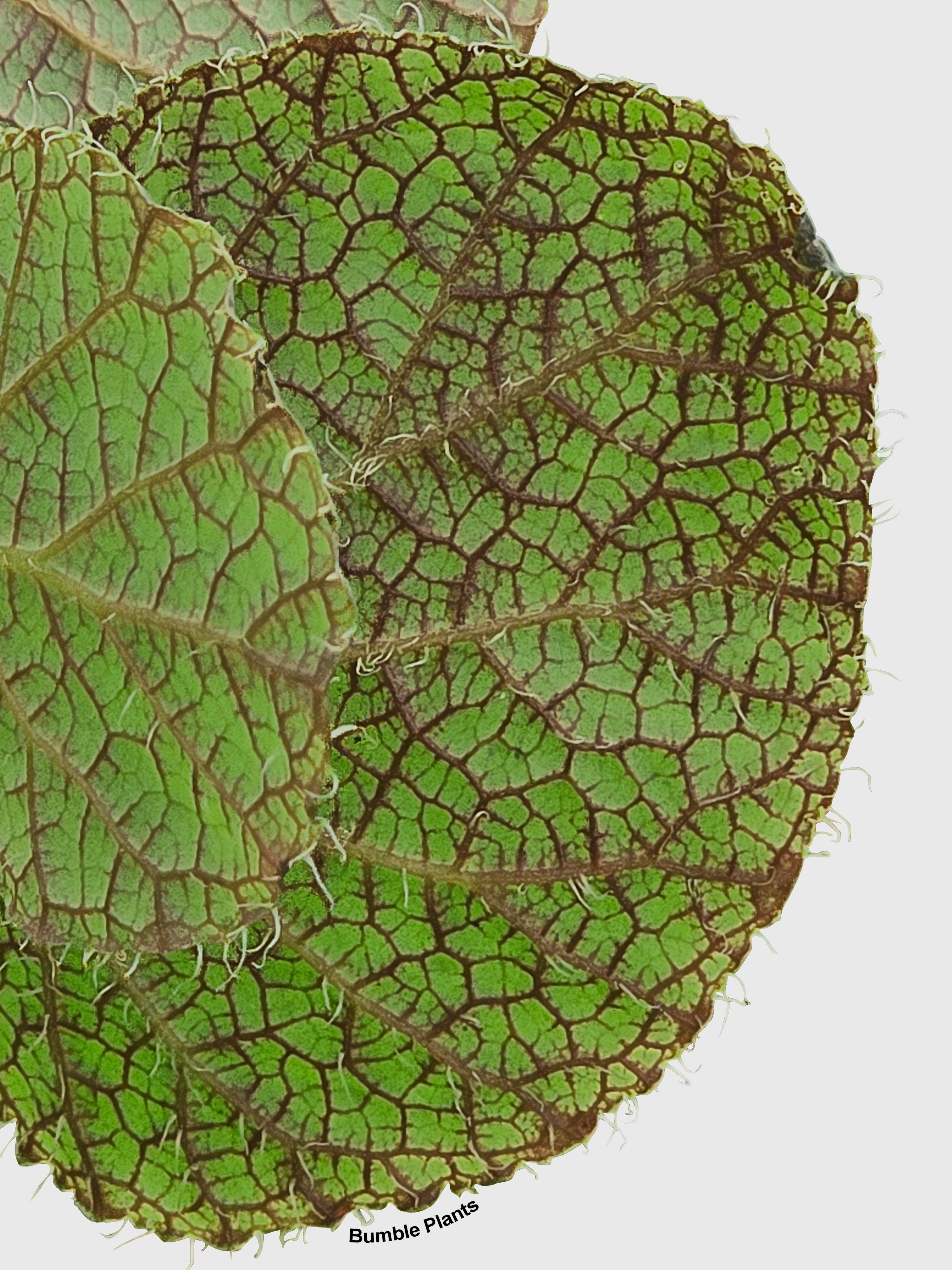Begonia Longiciliata 'Sizemoreae U388' | Heirloom Boulevard