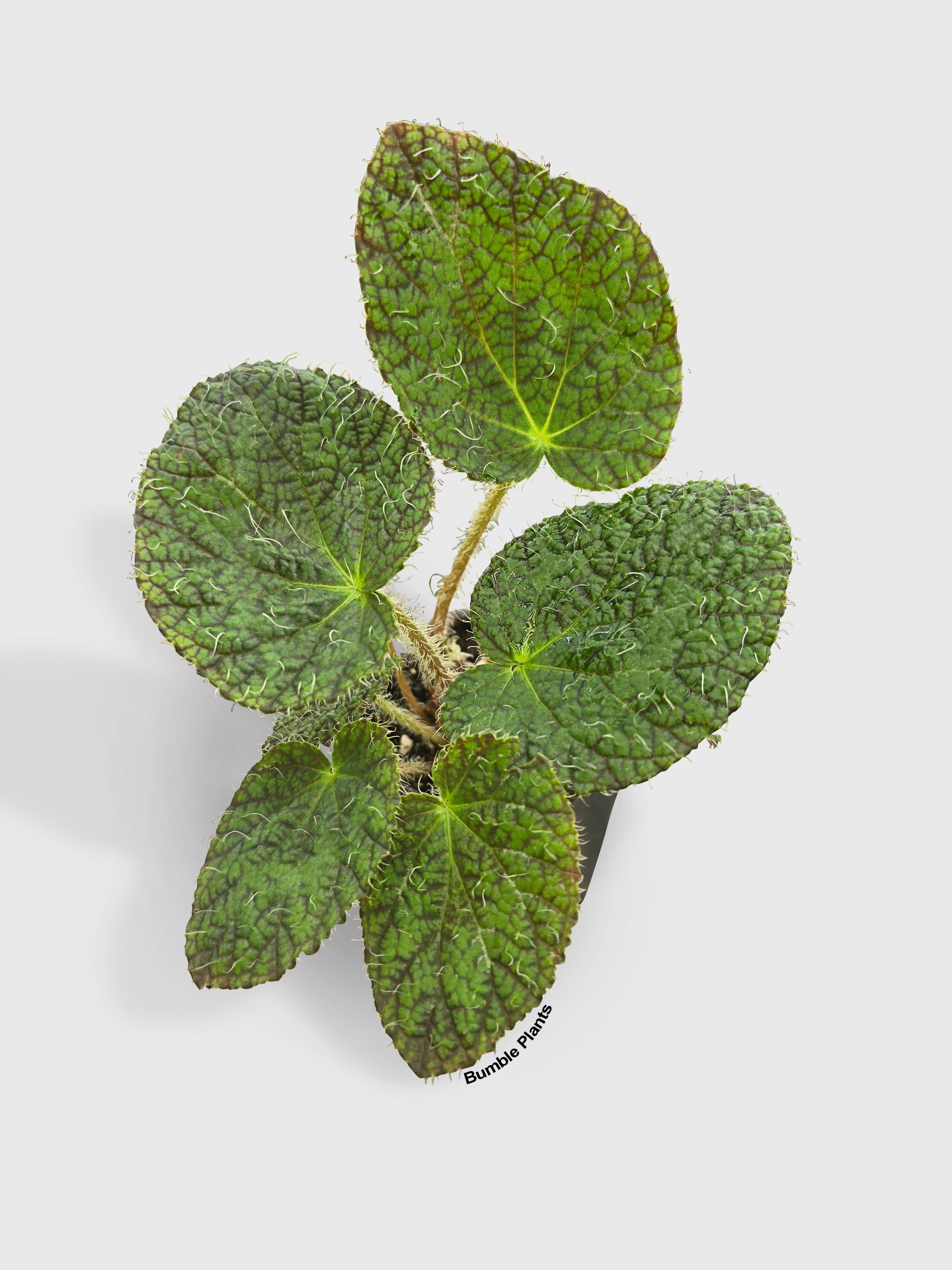 Begonia Longiciliata 'Sizemoreae U388' | Heirloom Boulevard