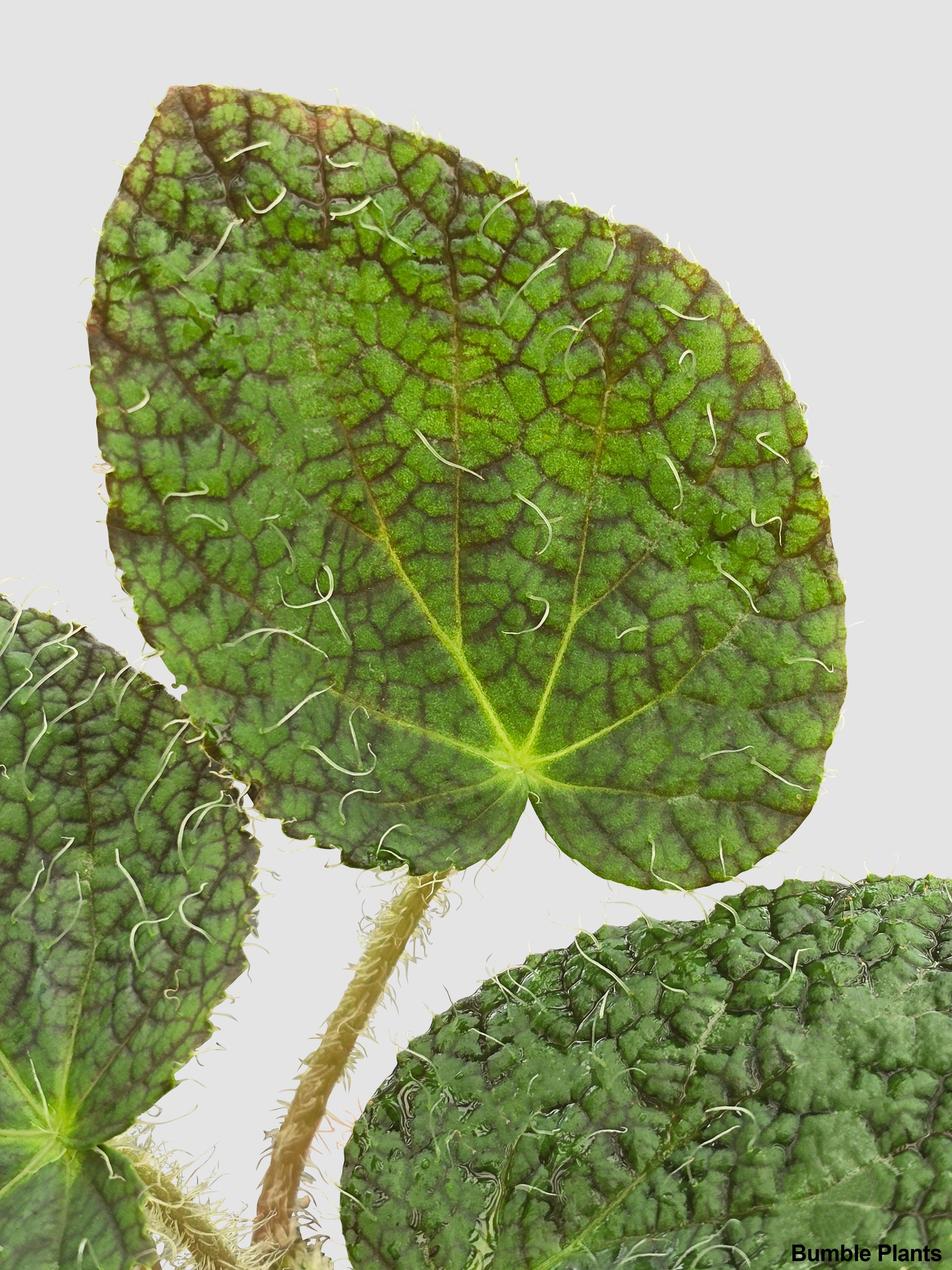 Begonia Longiciliata 'Sizemoreae U388' | Heirloom Boulevard