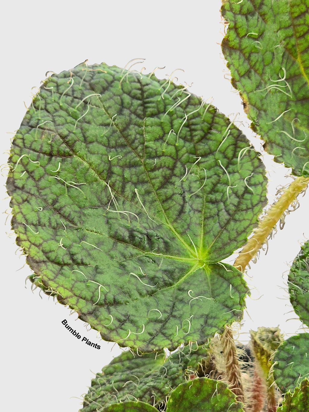 Begonia Longiciliata 'Sizemoreae U388' | Heirloom Boulevard
