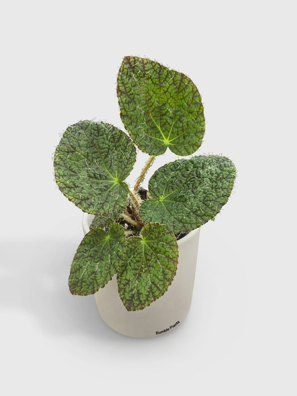 Begonia Longiciliata 'Sizemoreae U388' | Heirloom Boulevard