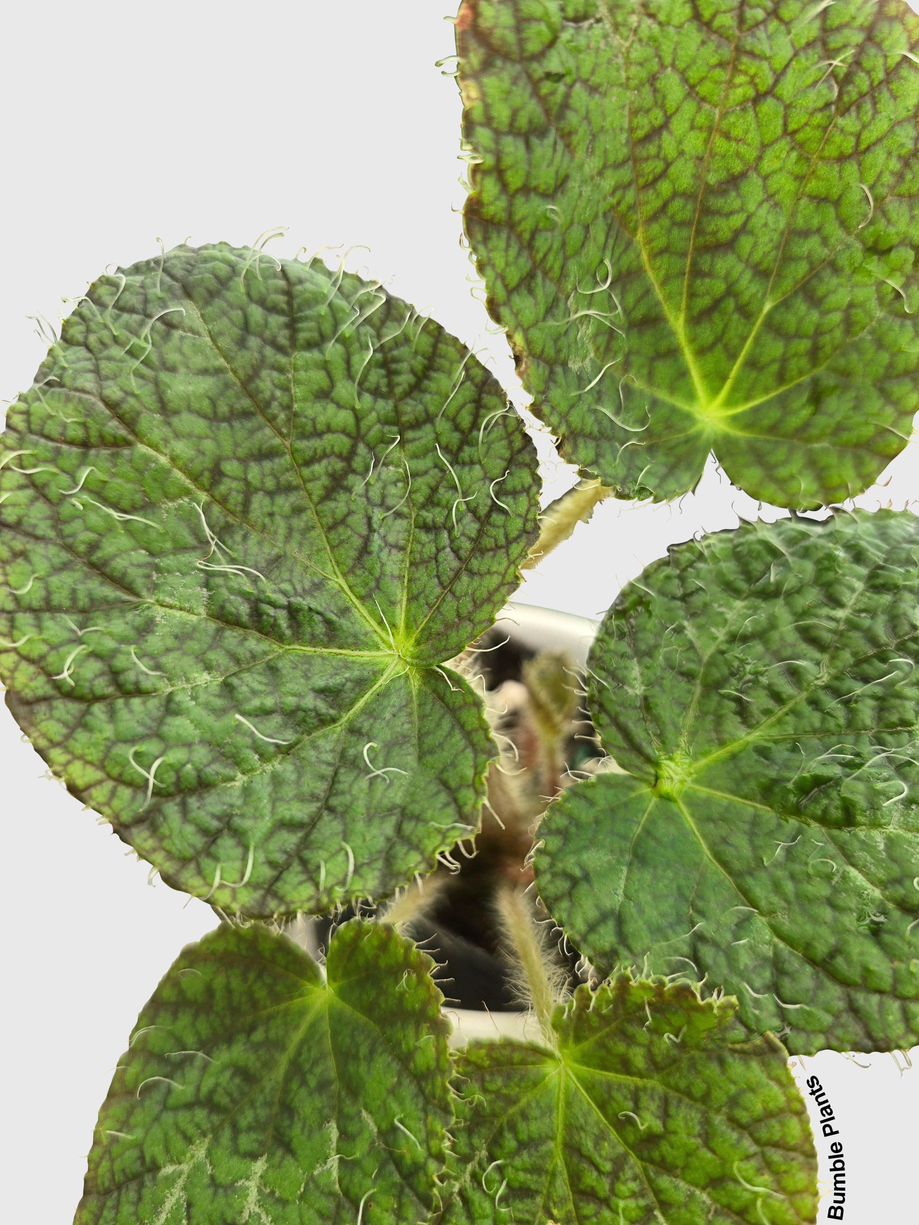 Begonia Longiciliata 'Sizemoreae U388' | Heirloom Boulevard