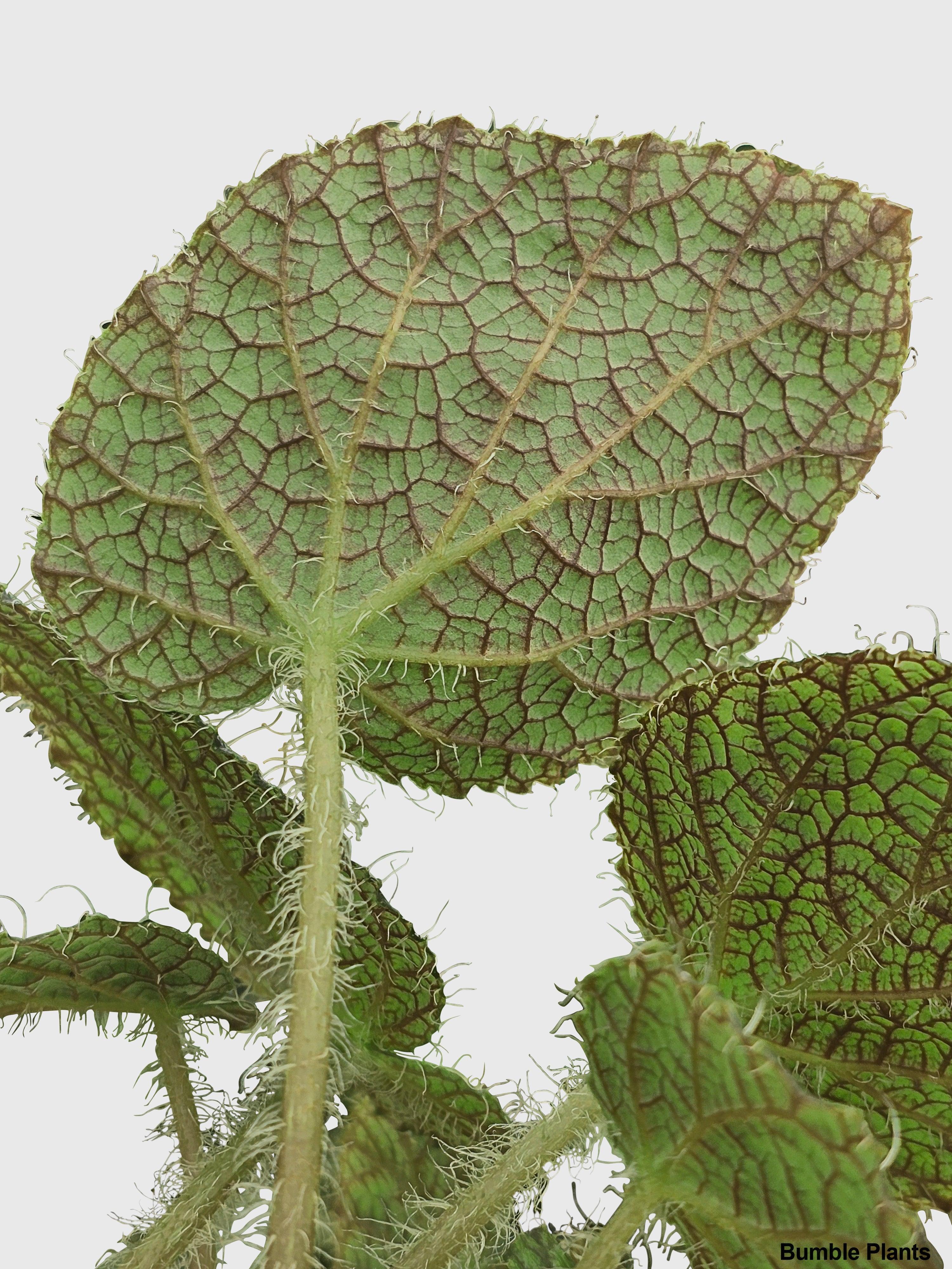 Begonia Longiciliata 'Sizemoreae U388' | Heirloom Boulevard