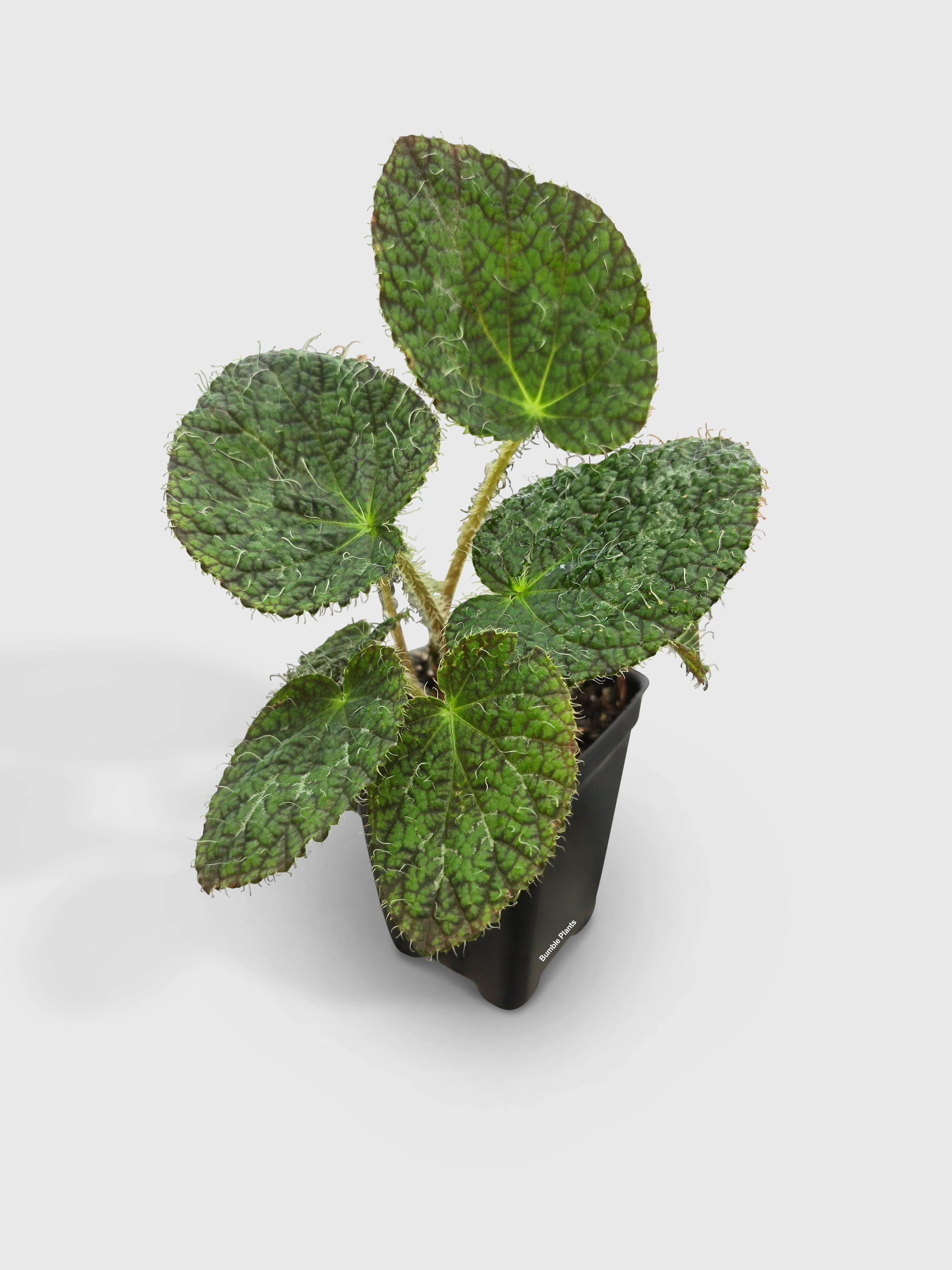 Begonia Longiciliata 'Sizemoreae U388' | Heirloom Boulevard