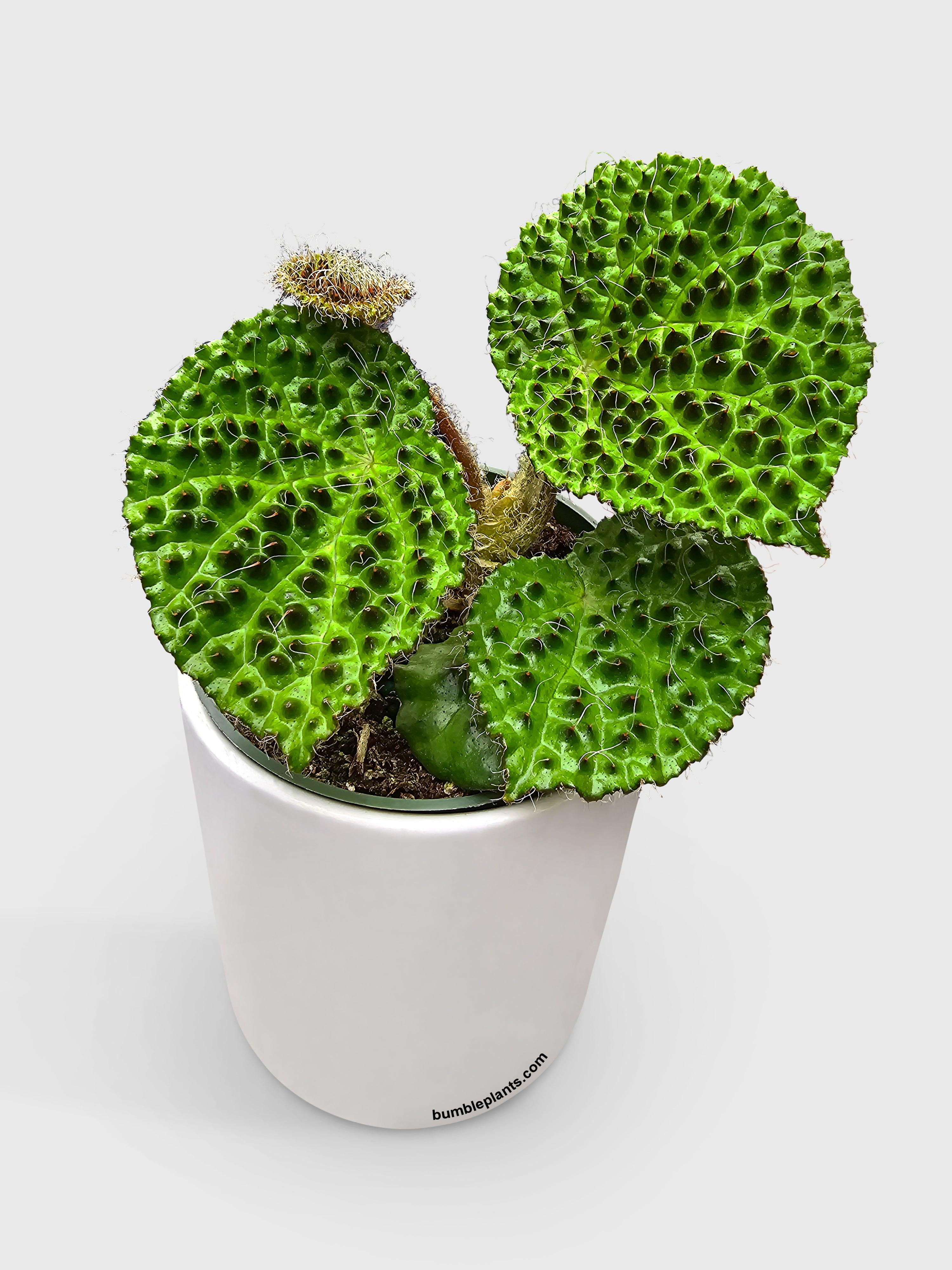 Bumble Plants Begonia Melanobullata