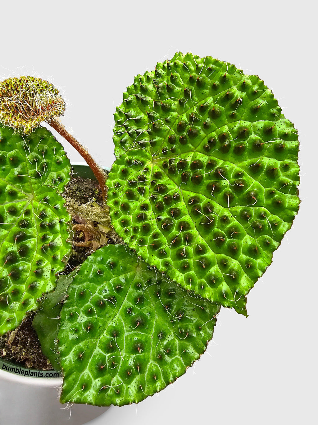 Bumble Plants Begonia Melanobullata