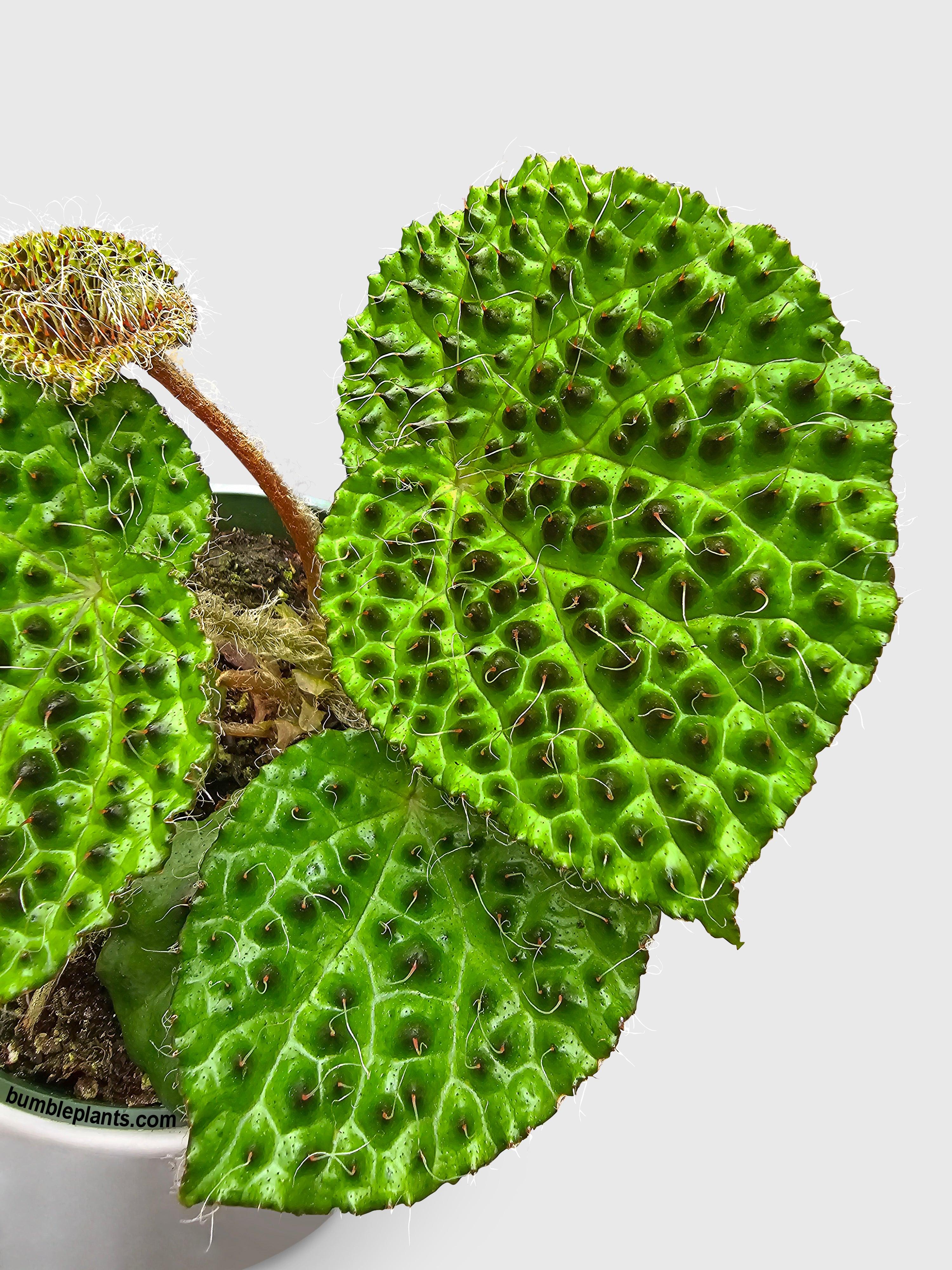 Bumble Plants Begonia Melanobullata