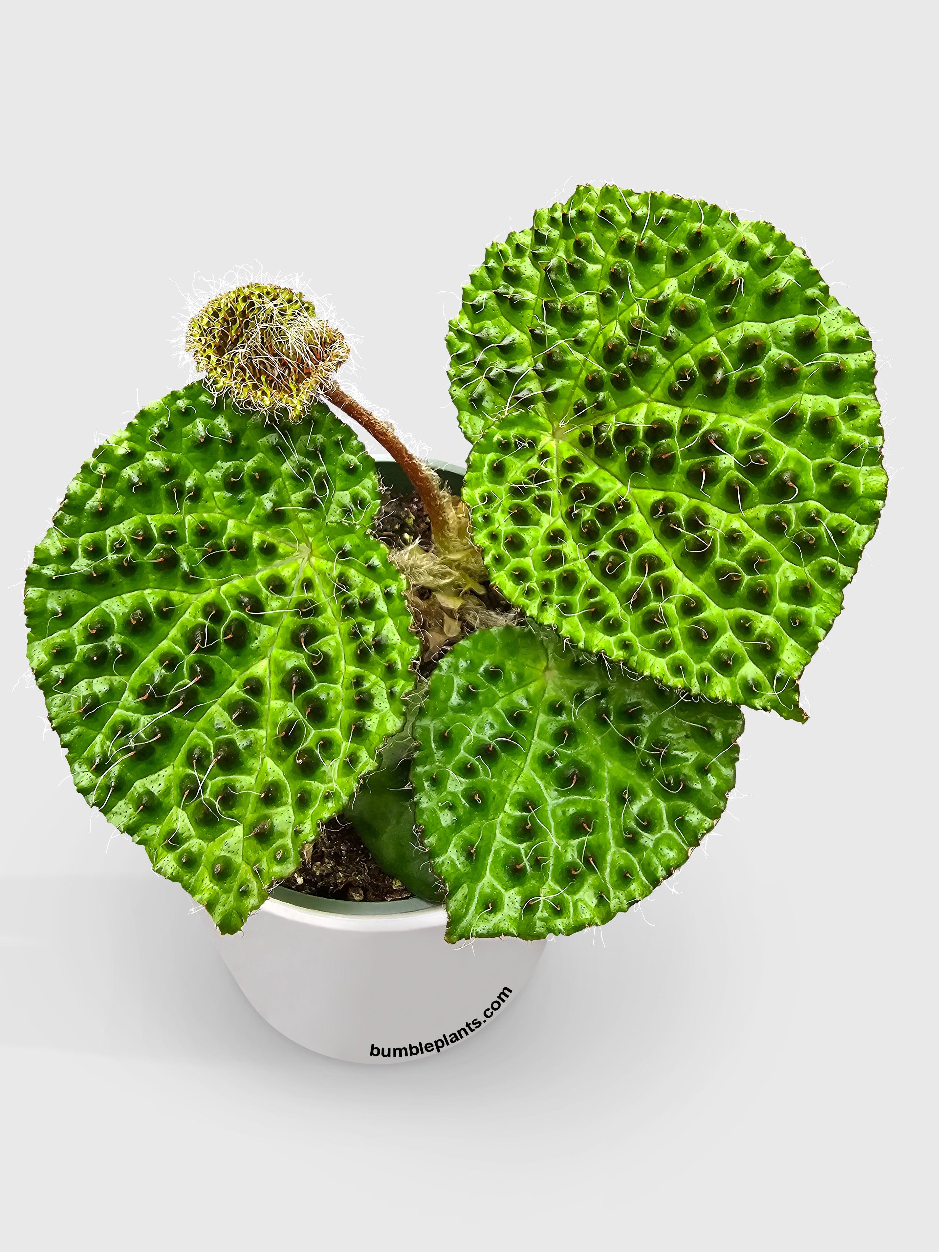Bumble Plants Begonia Melanobullata