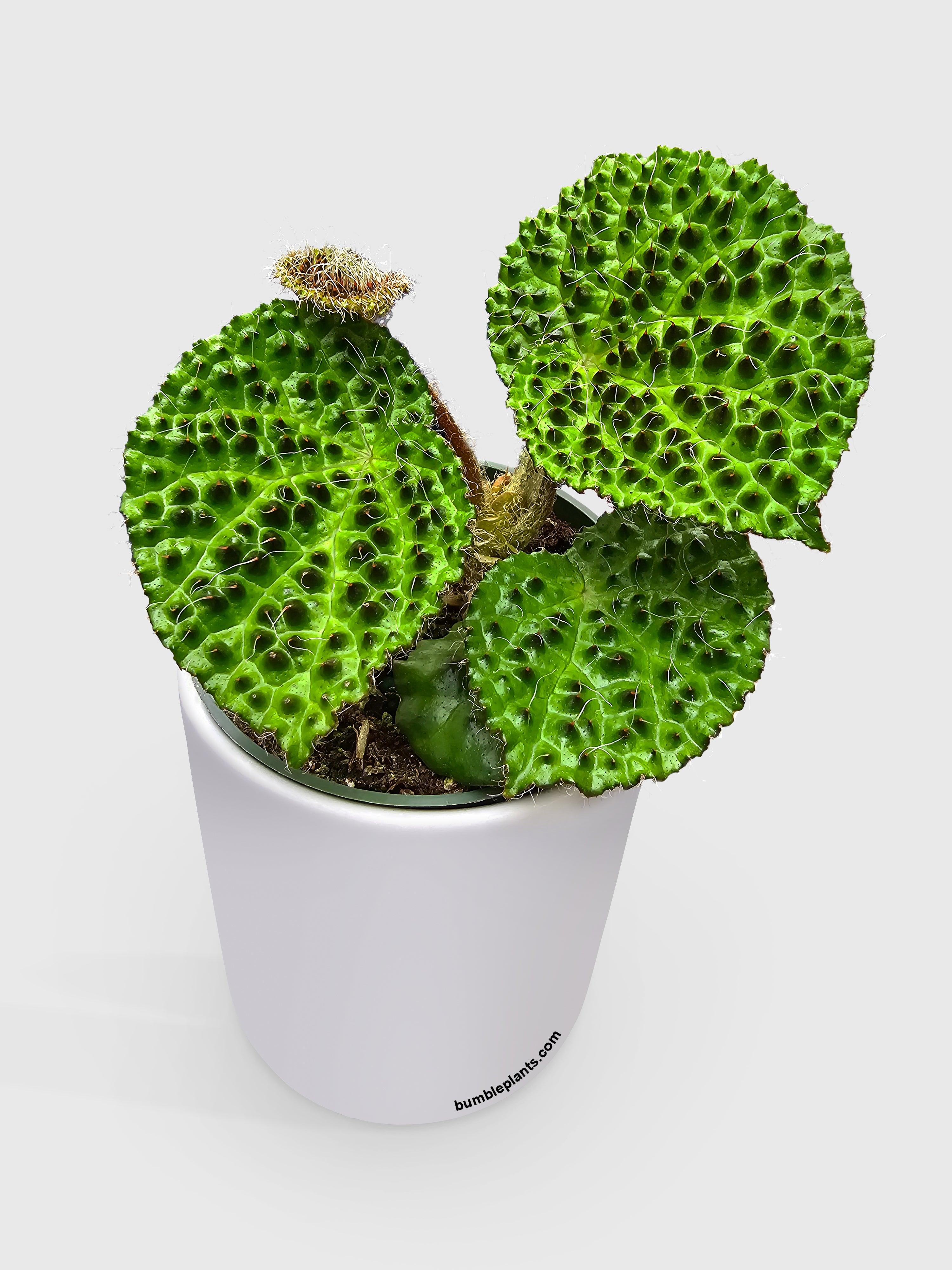 Bumble Plants Begonia Melanobullata