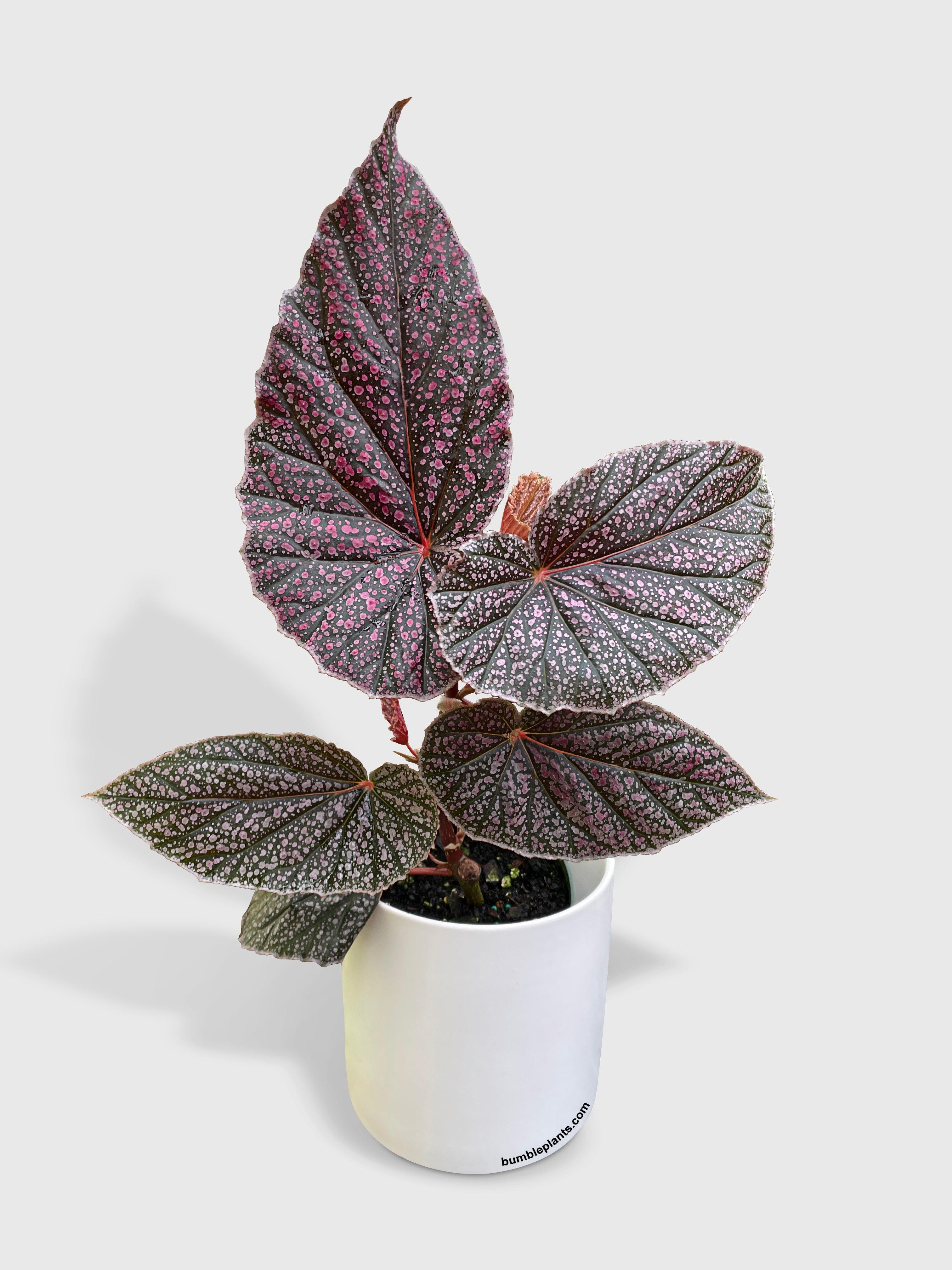 Bumble Plants Begonia Miss Mummy