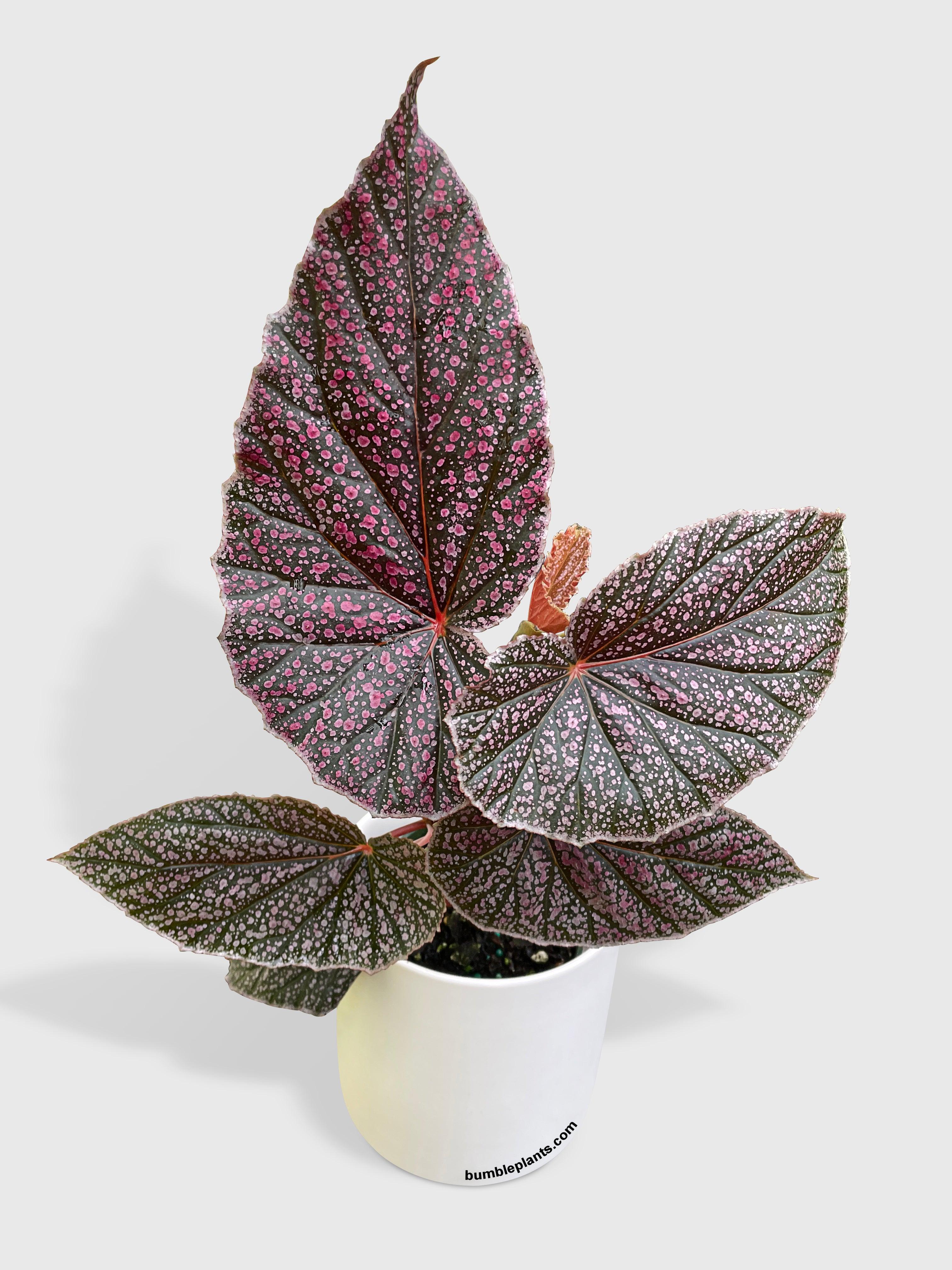 Bumble Plants Begonia Miss Mummy