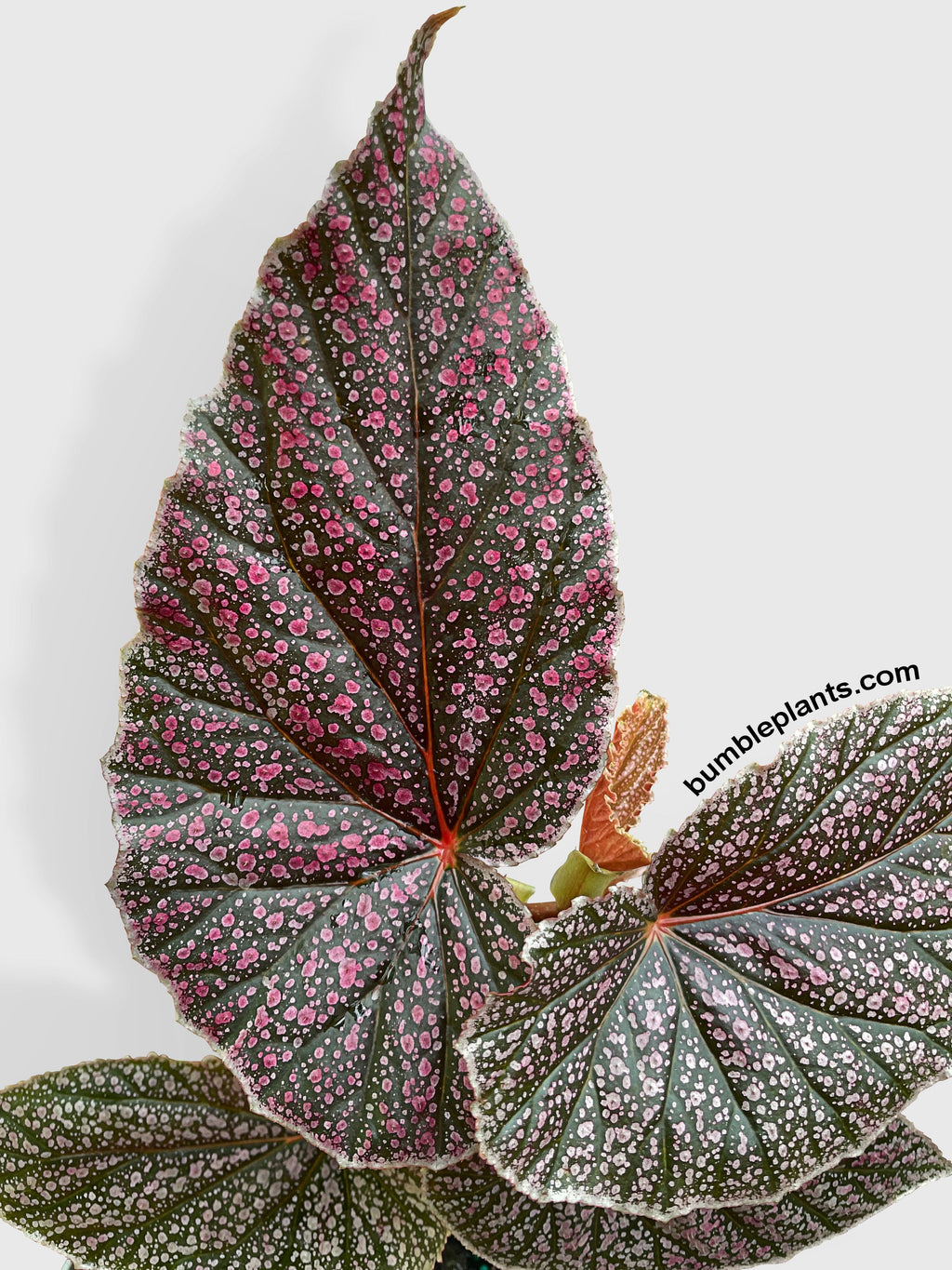 Bumble Plants Begonia Miss Mummy
