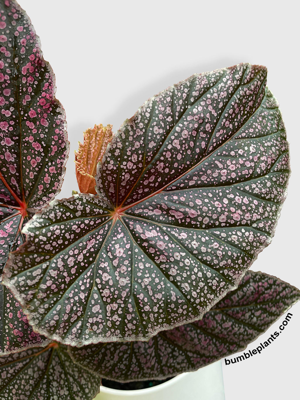 Bumble Plants Begonia Miss Mummy