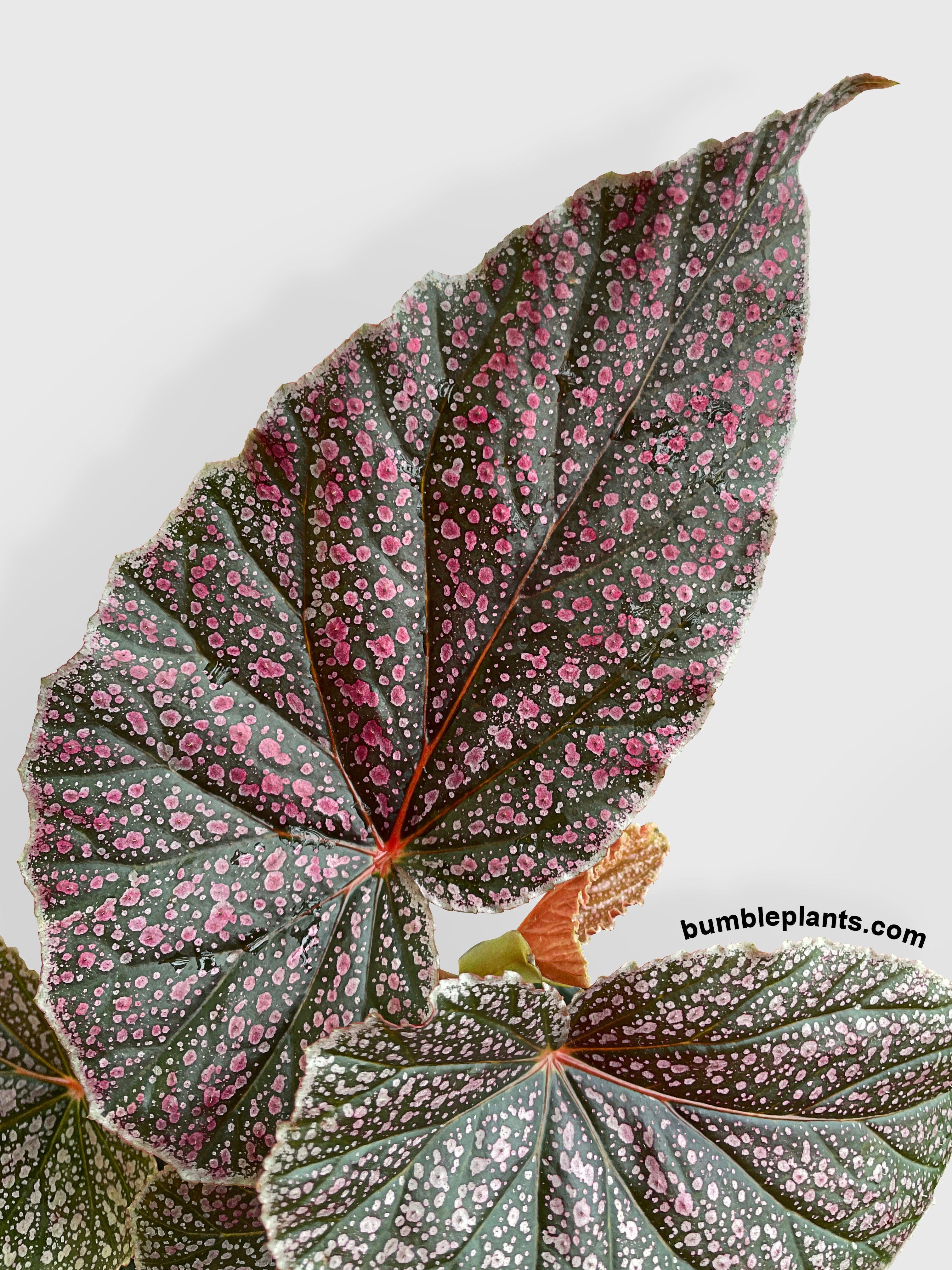 Bumble Plants Begonia Miss Mummy