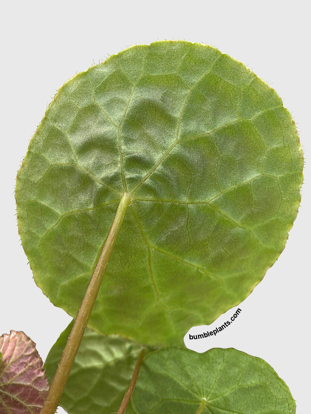 Bumble Plants Begonia Natunaensis