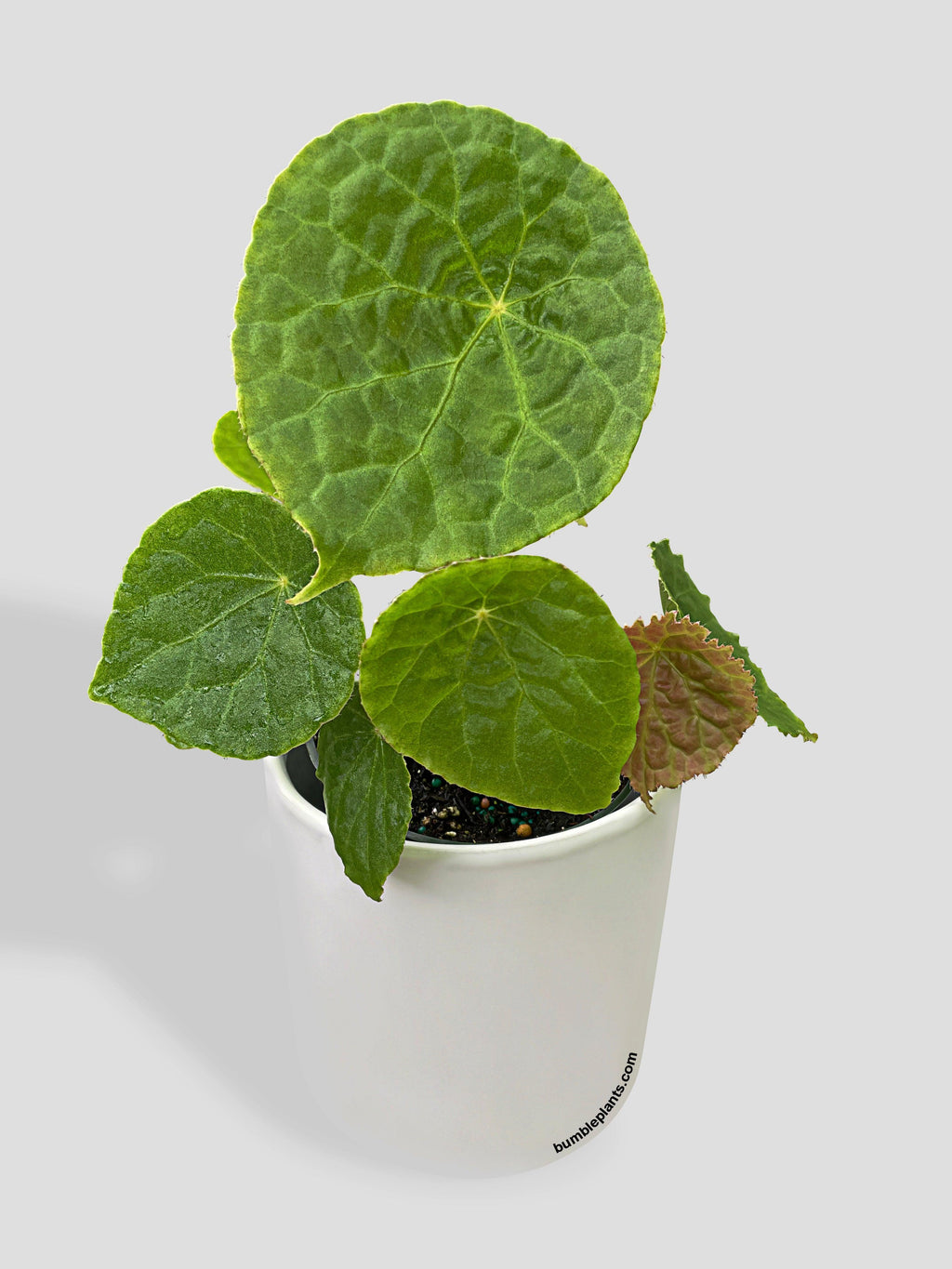 Bumble Plants Begonia Natunaensis