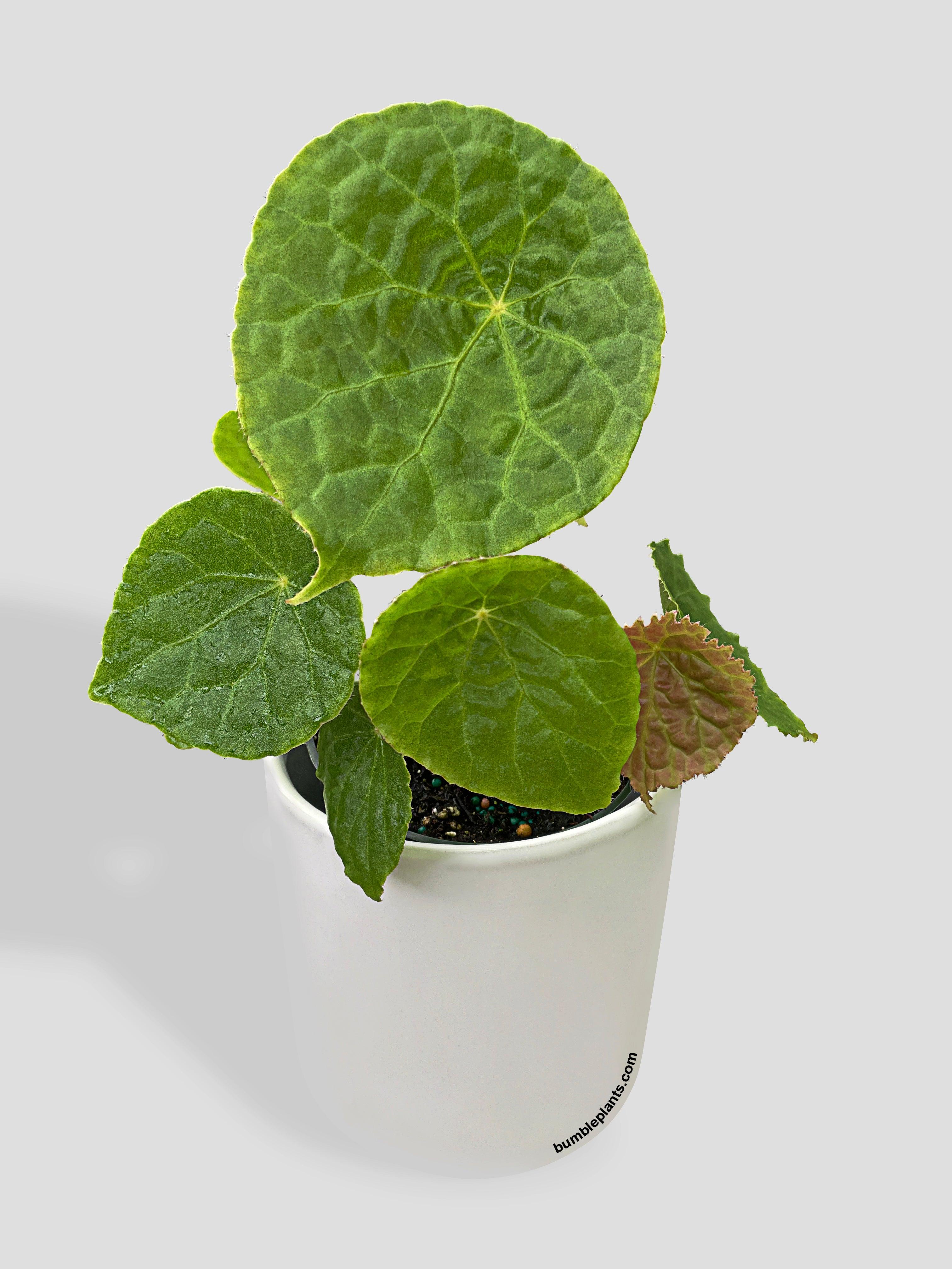 Bumble Plants Begonia Natunaensis