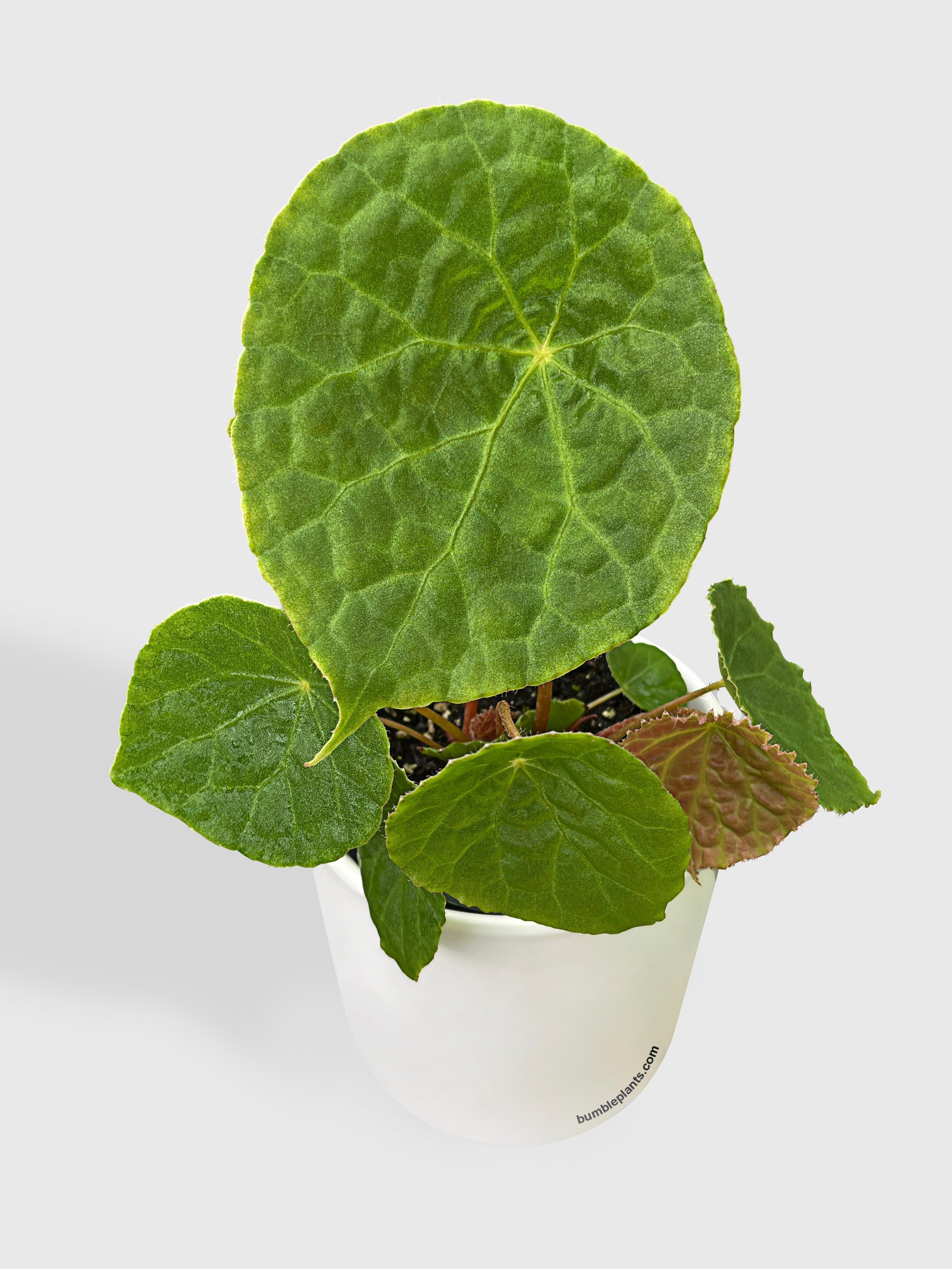 Bumble Plants Begonia Natunaensis
