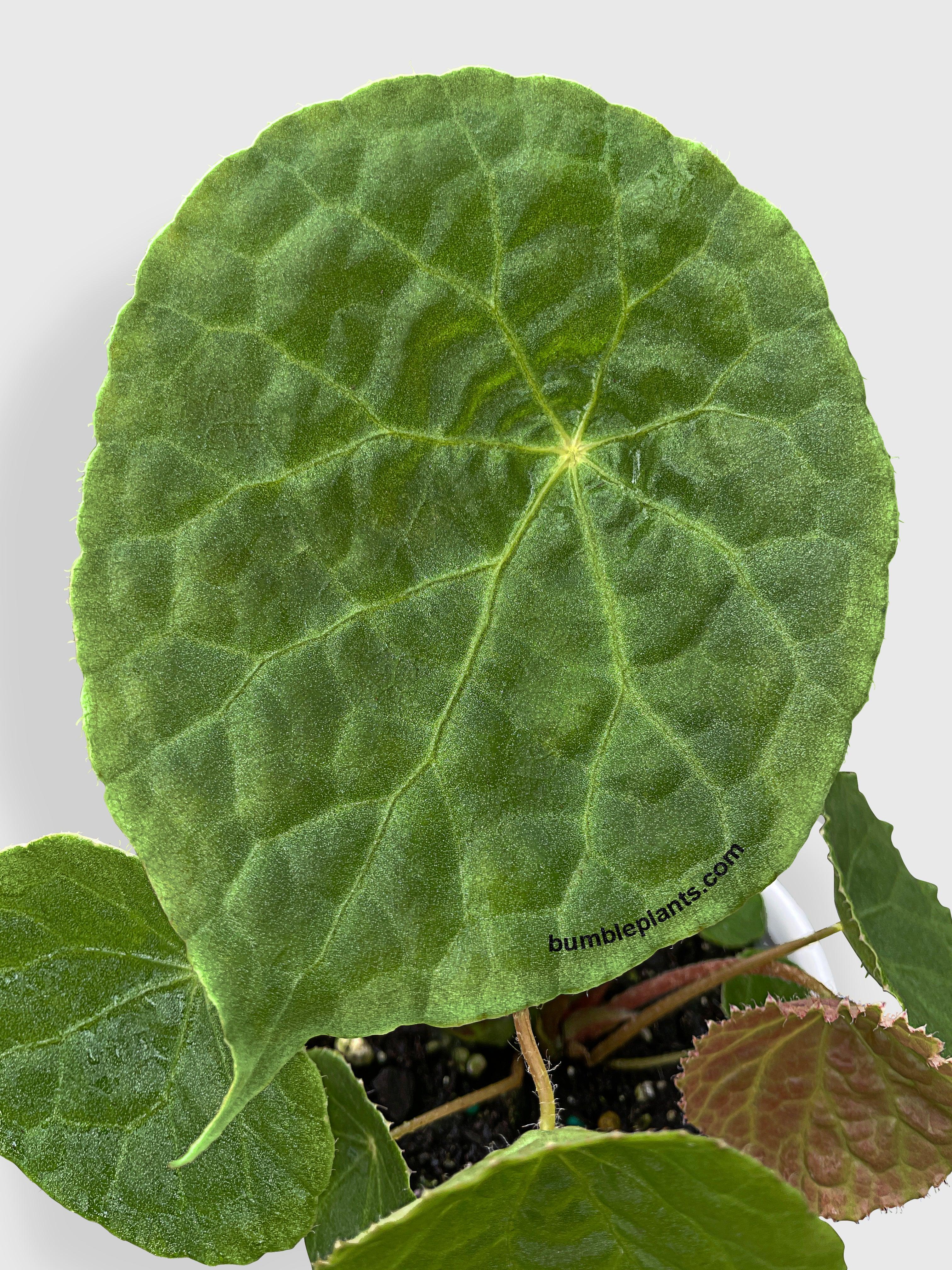 Bumble Plants Begonia Natunaensis