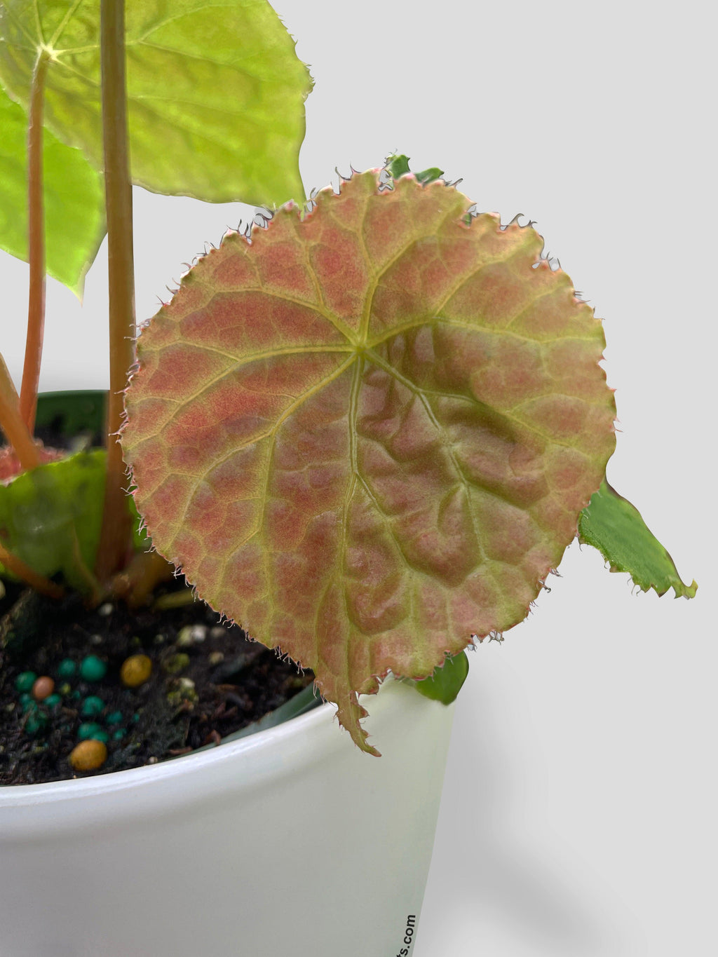 Bumble Plants Begonia Natunaensis