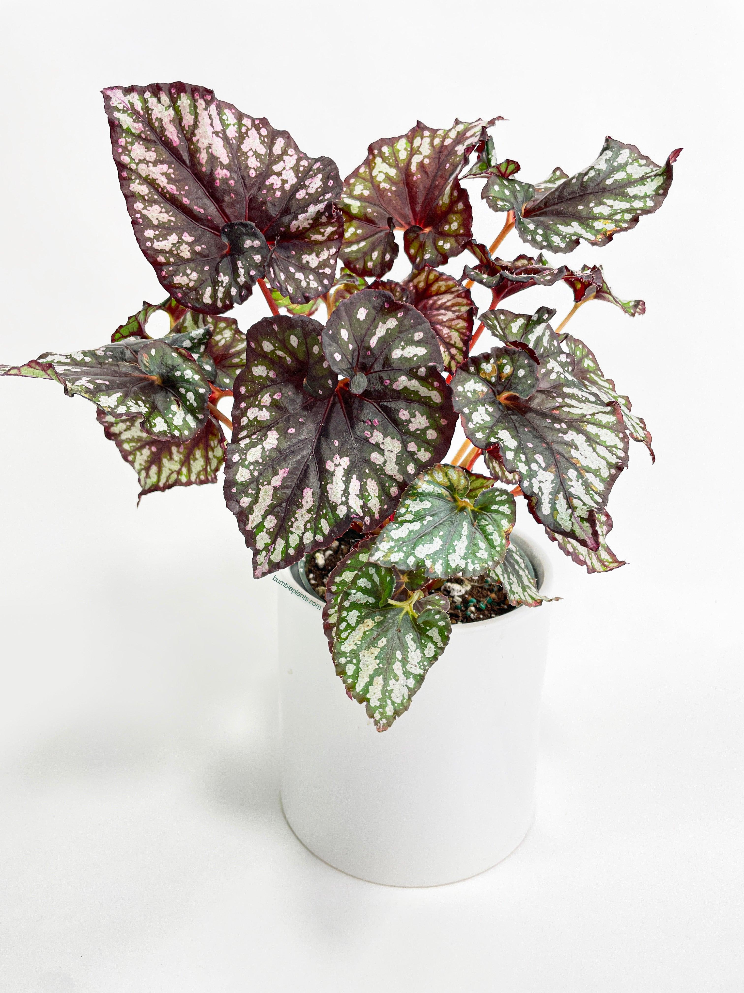 Bumble Plants Begonia Rex King Cumbia