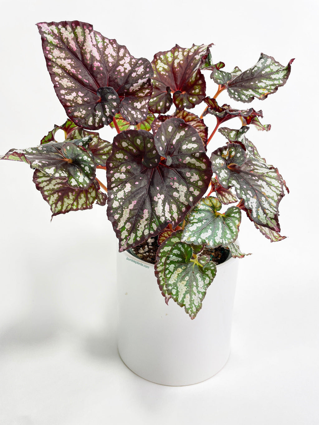 Bumble Plants Begonia Rex King Cumbia