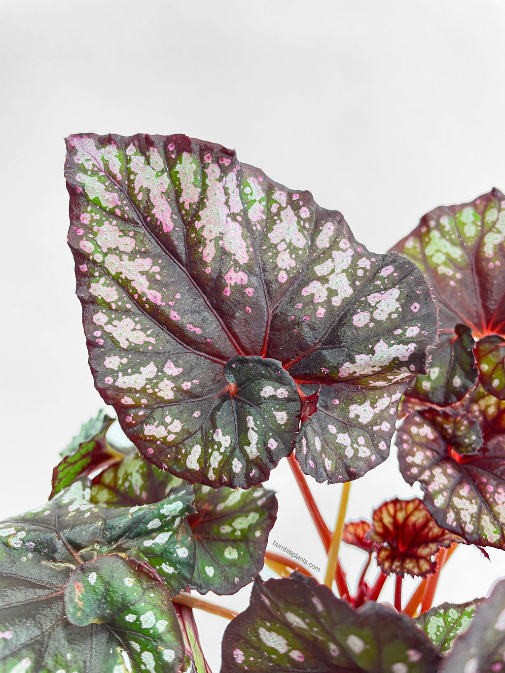 Bumble Plants Begonia Rex King Cumbia