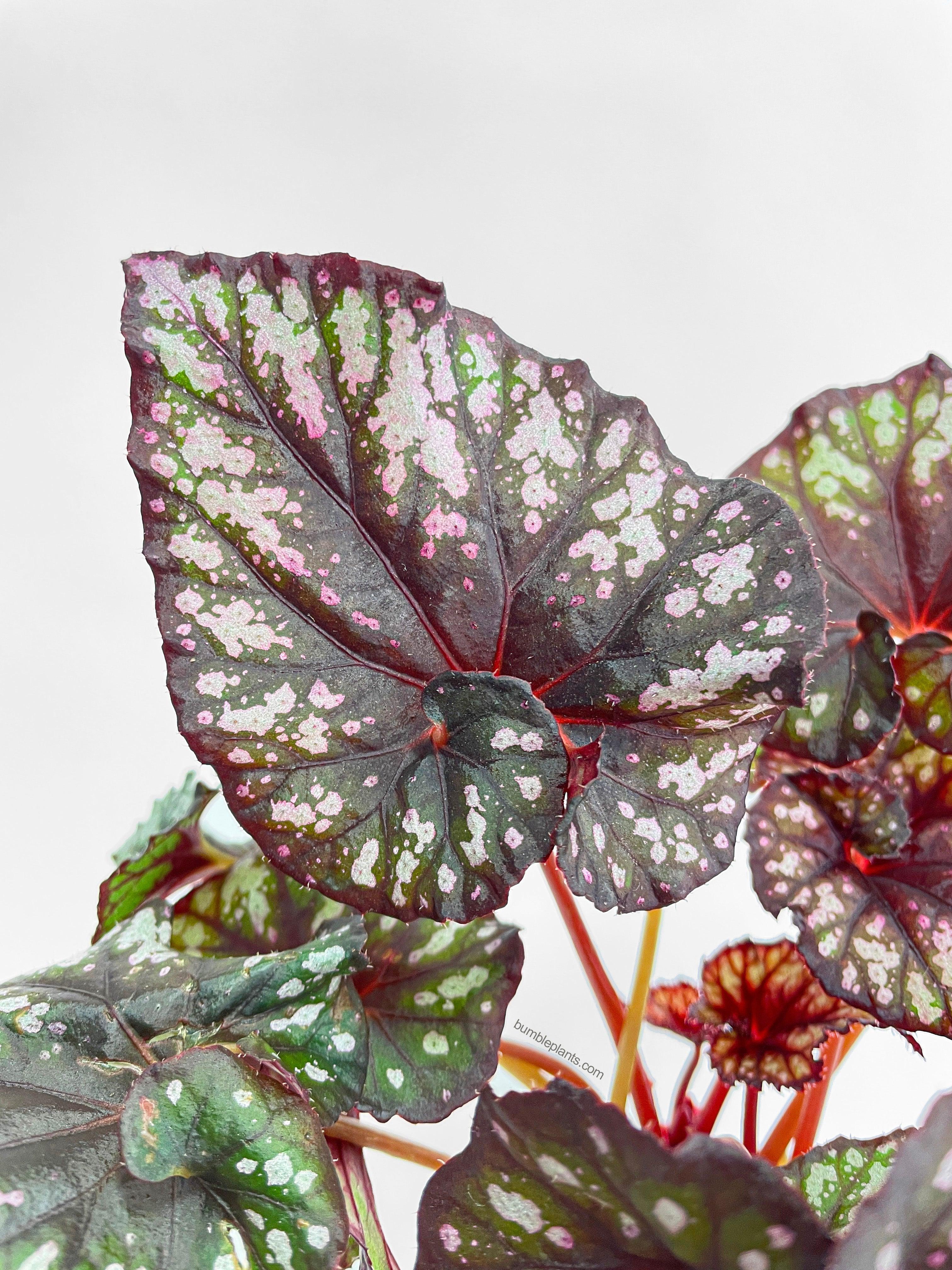 Bumble Plants Begonia Rex King Cumbia