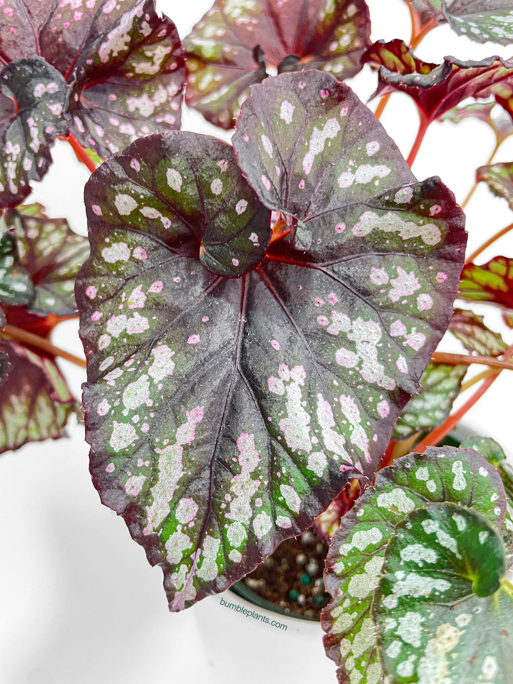 Bumble Plants Begonia Rex King Cumbia