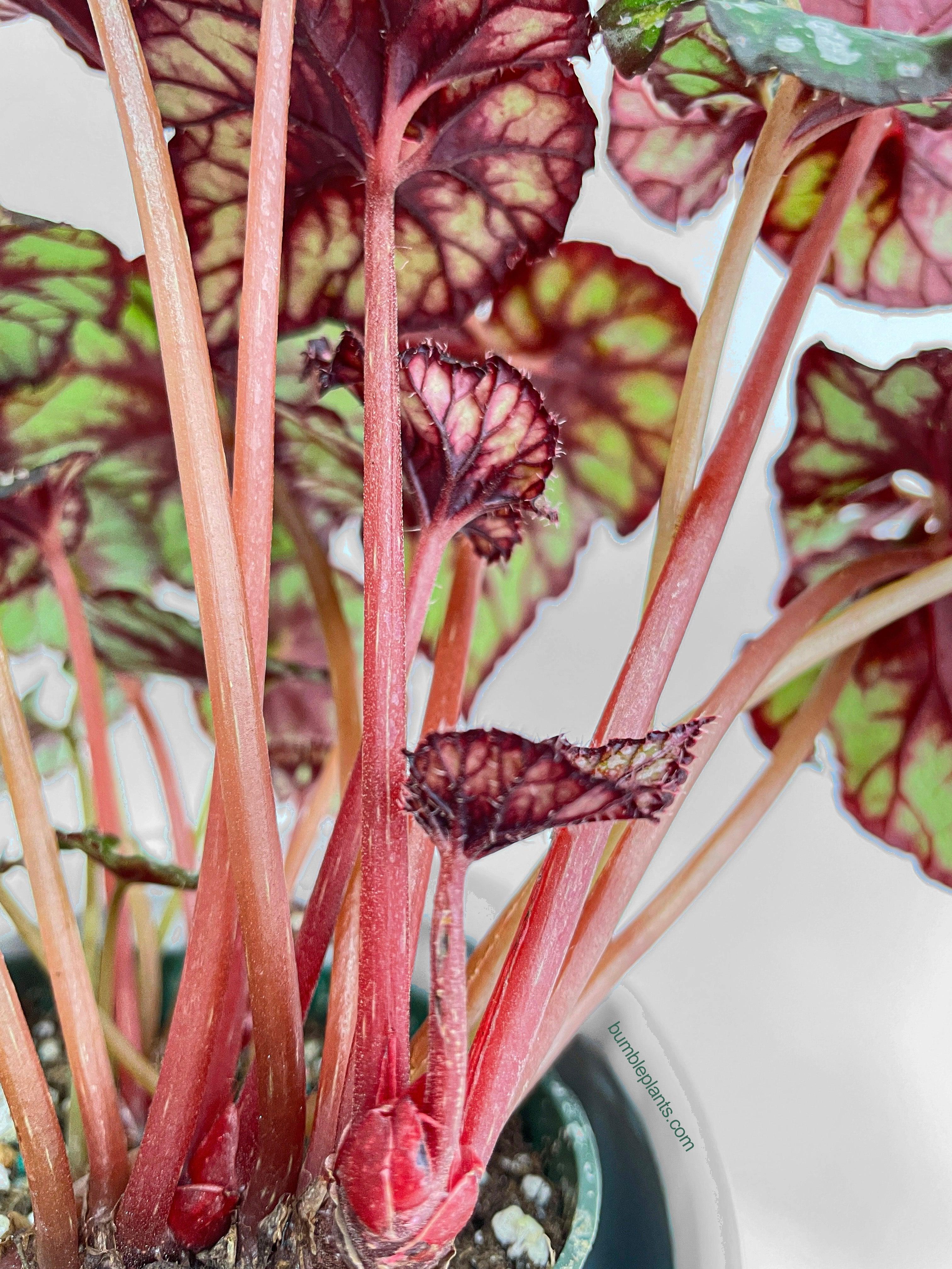 Bumble Plants Begonia Rex King Cumbia