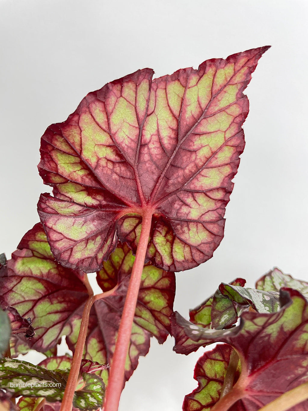 Bumble Plants Begonia Rex King Cumbia