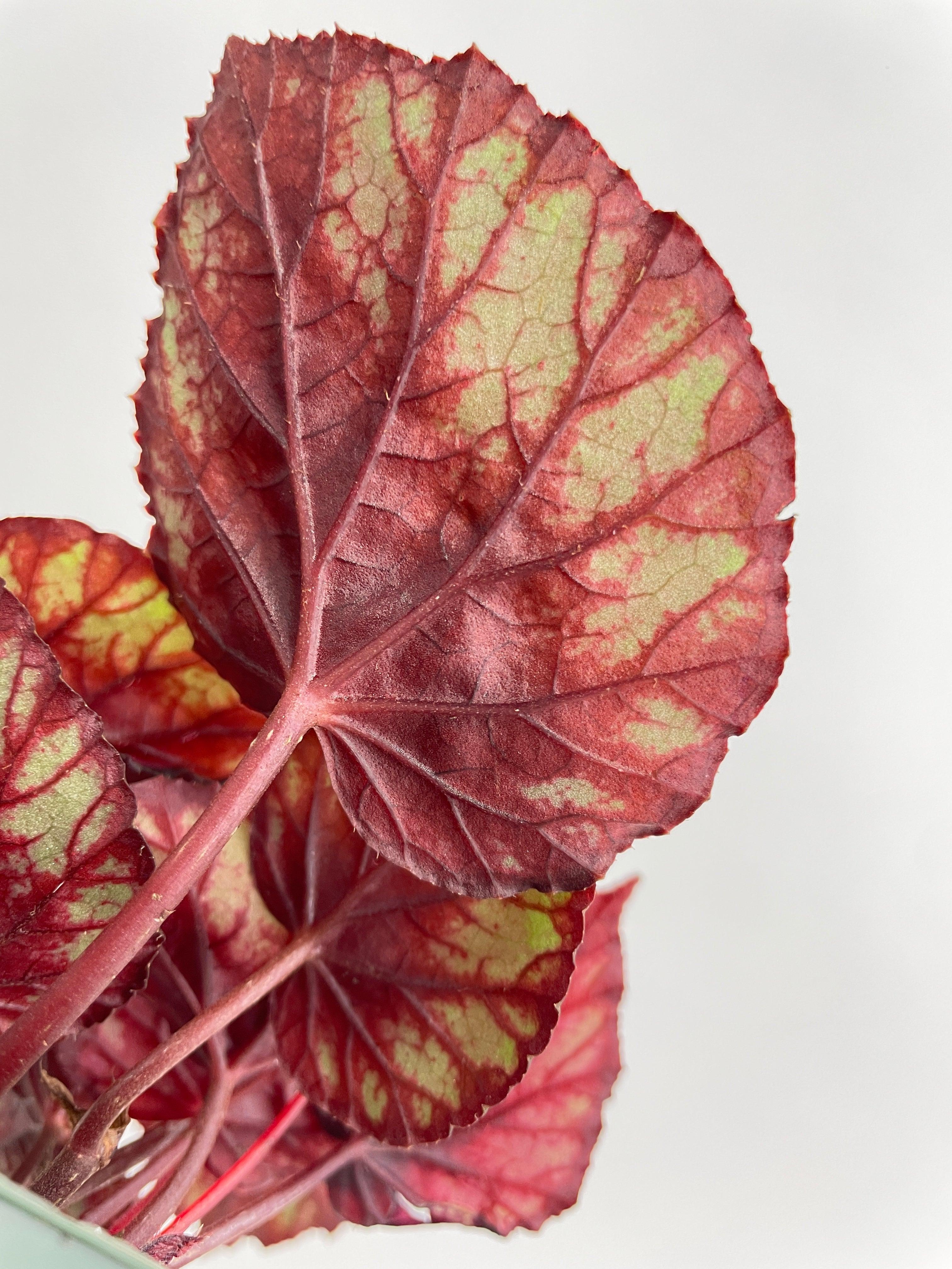 Bumble Plants Begonia Rex King Cumbia