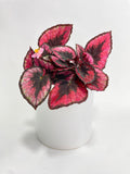 Bumble Plants Begonia Rex 'Red Kiss' | Heirloom Boulevard