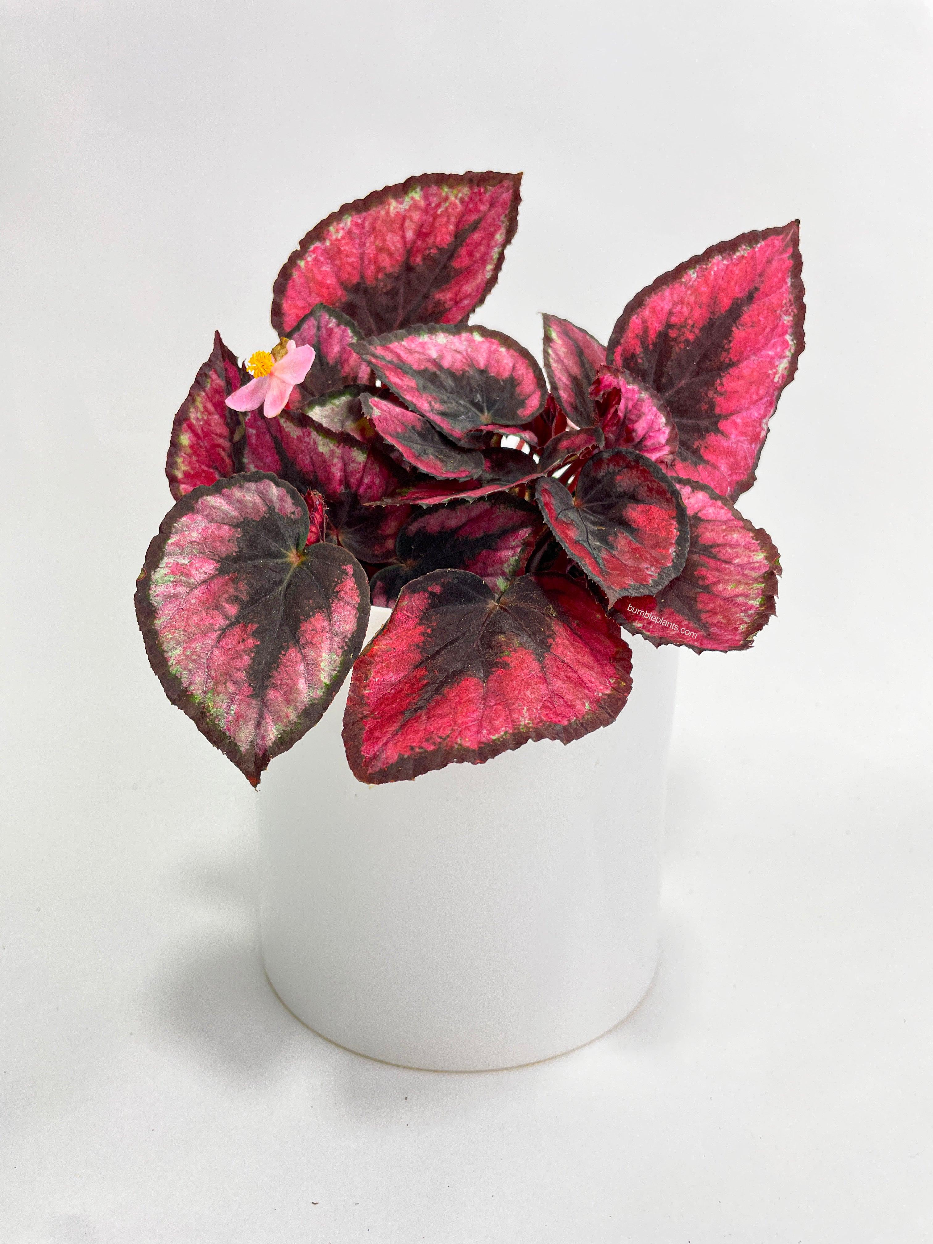 Bumble Plants Begonia Rex 'Red Kiss'