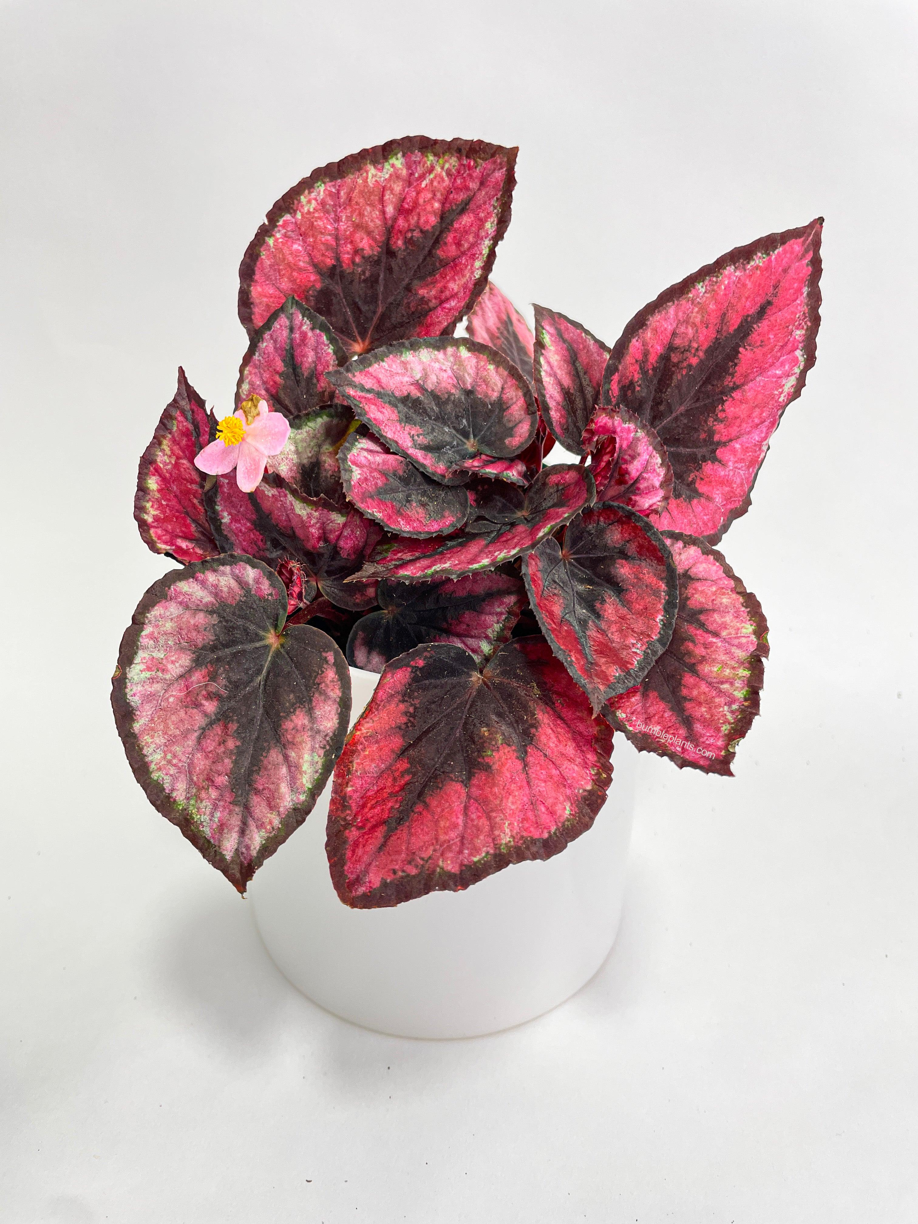 Bumble Plants Begonia Rex 'Red Kiss'
