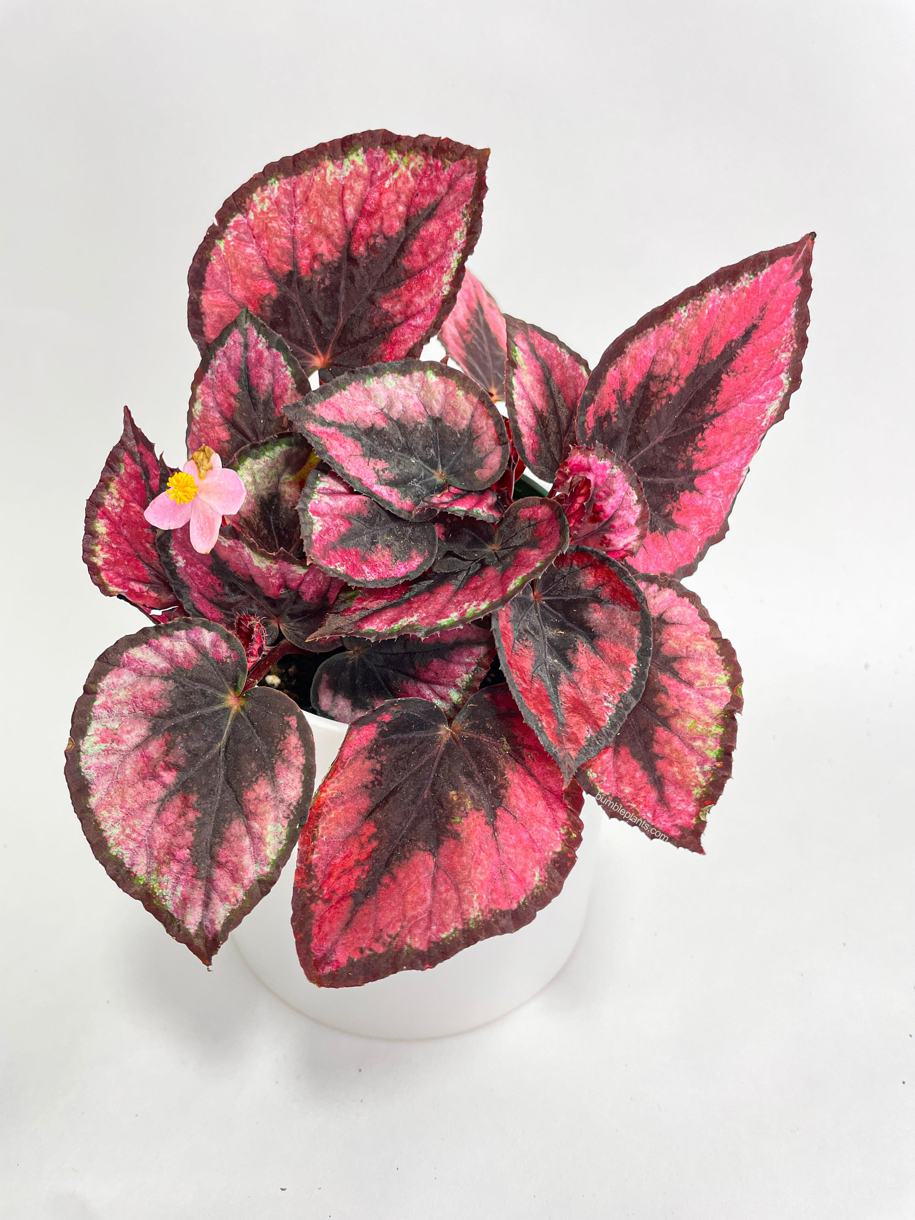 Bumble Plants Begonia Rex 'Red Kiss'