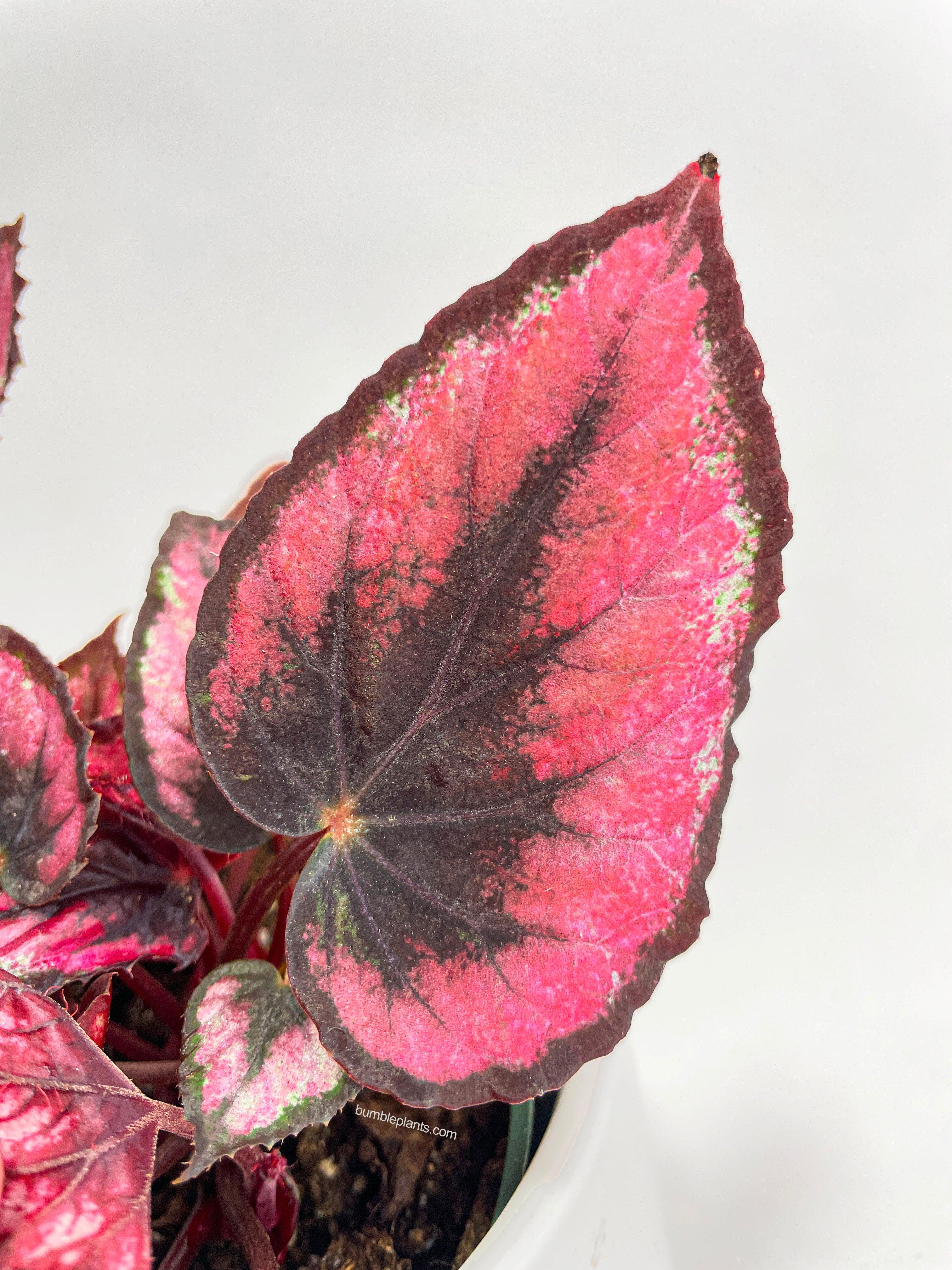 Bumble Plants Begonia Rex 'Red Kiss'