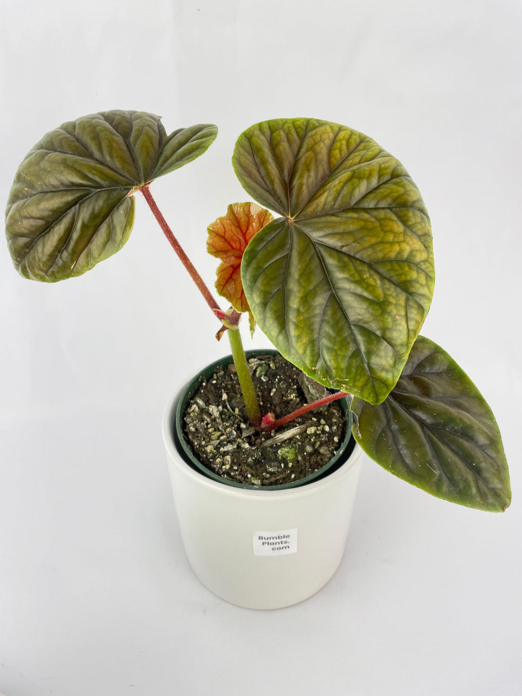 Begonia Thurstonii | Heirloom Boulevard