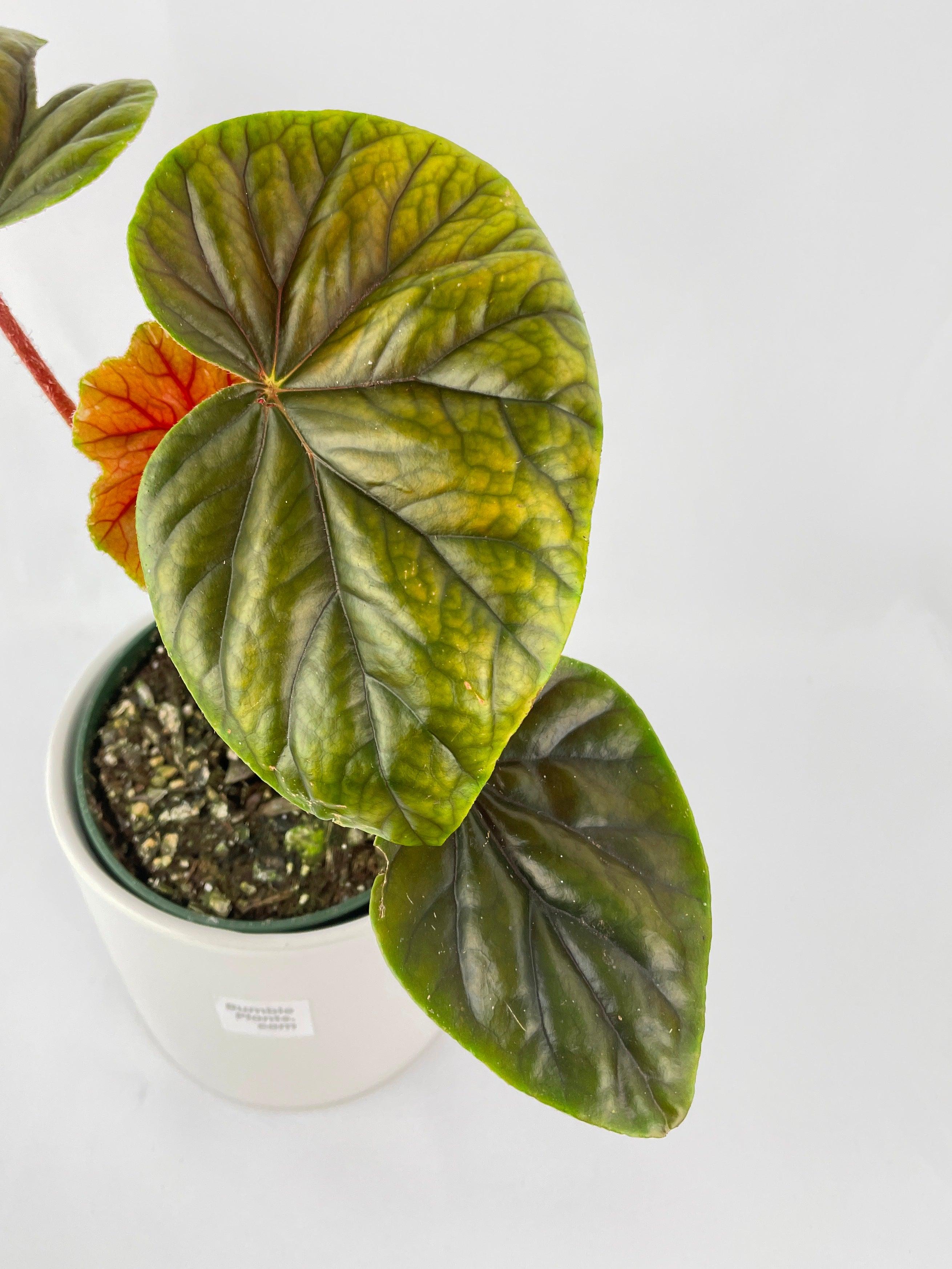 Begonia Thurstonii | Heirloom Boulevard