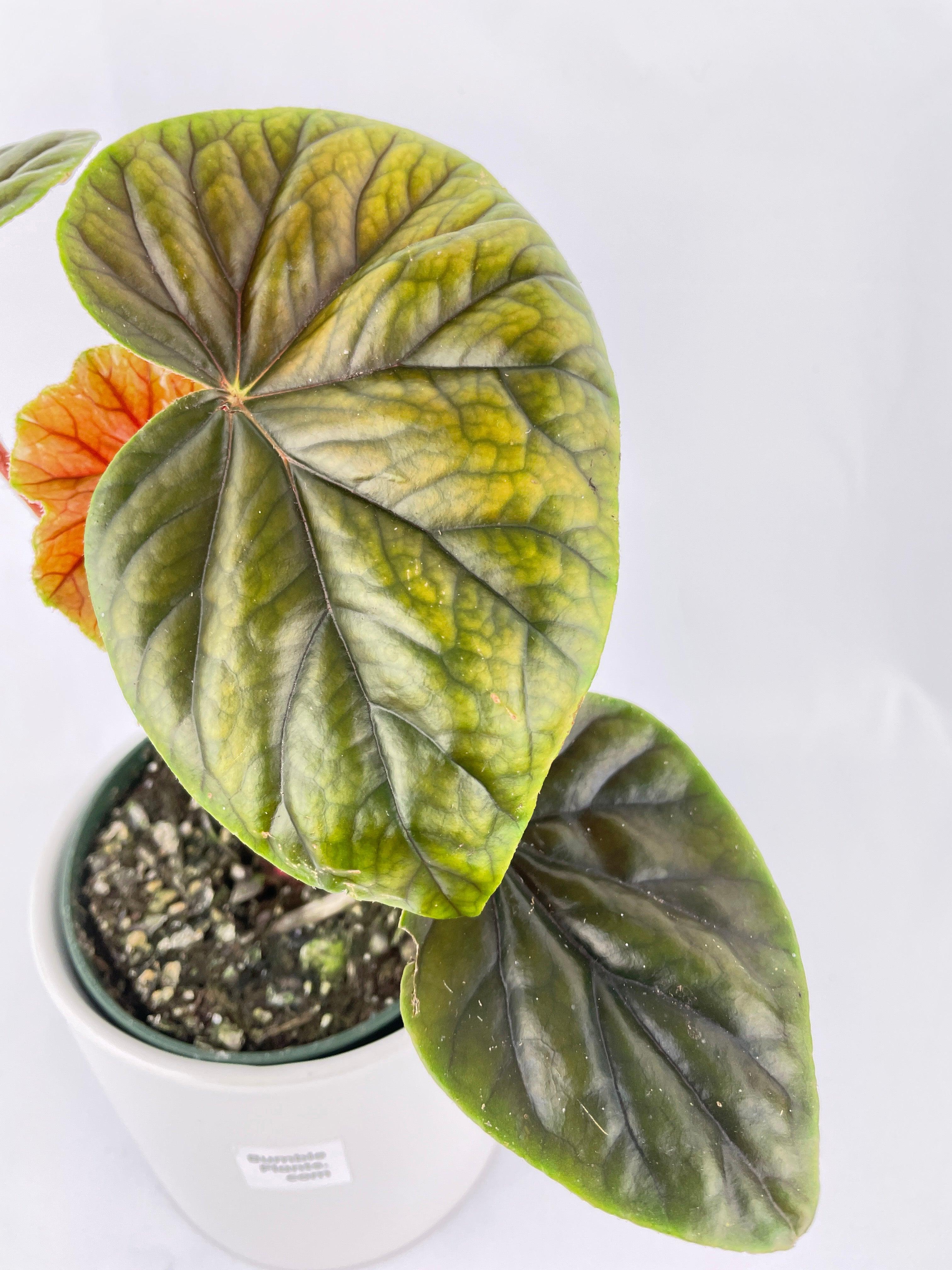 Begonia Thurstonii | Heirloom Boulevard