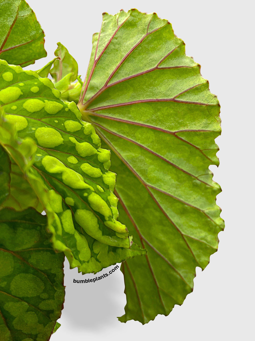 Bumble Plants Begonia U038 Chlorosticta