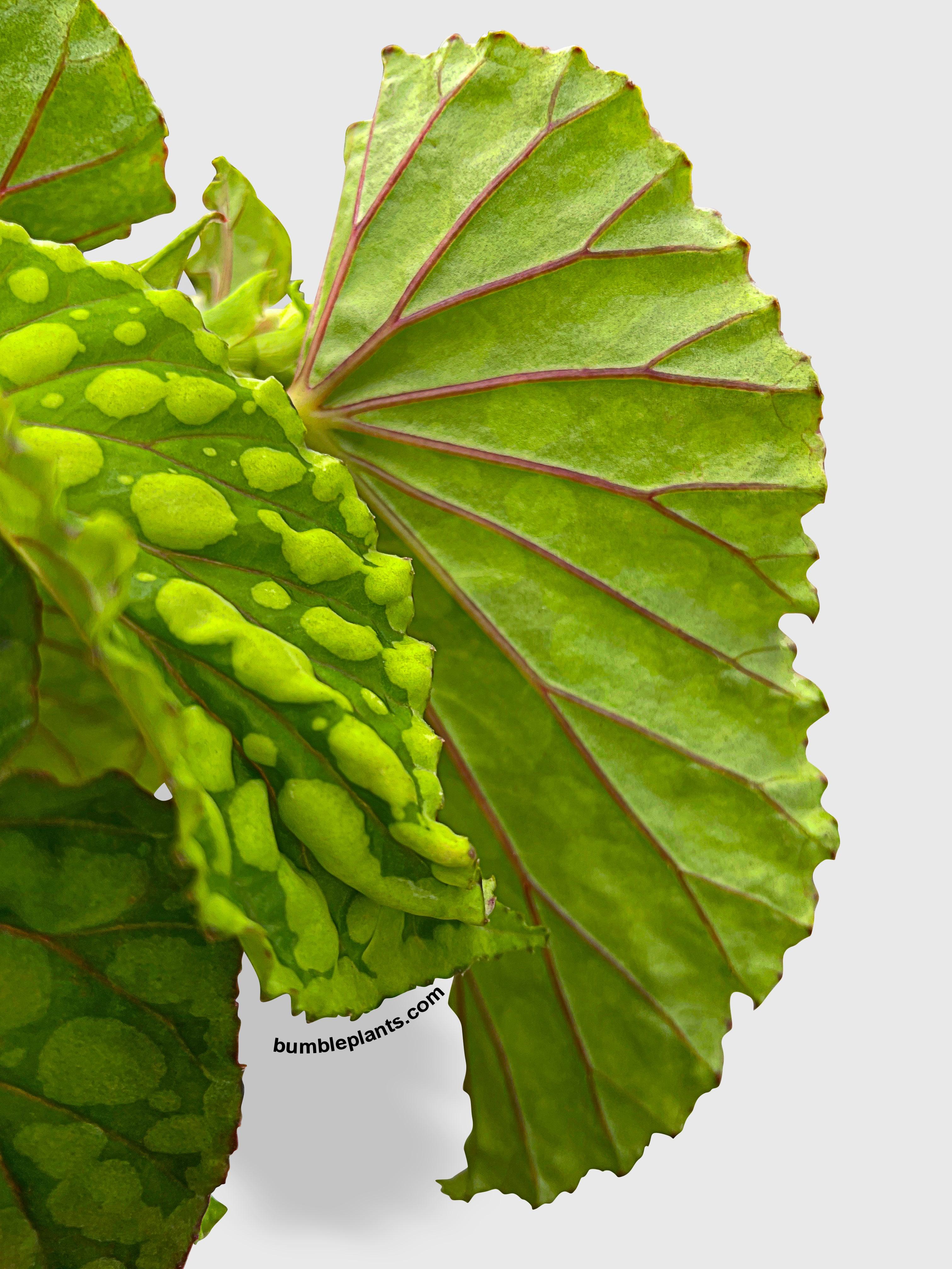 Bumble Plants Begonia U038 Chlorosticta