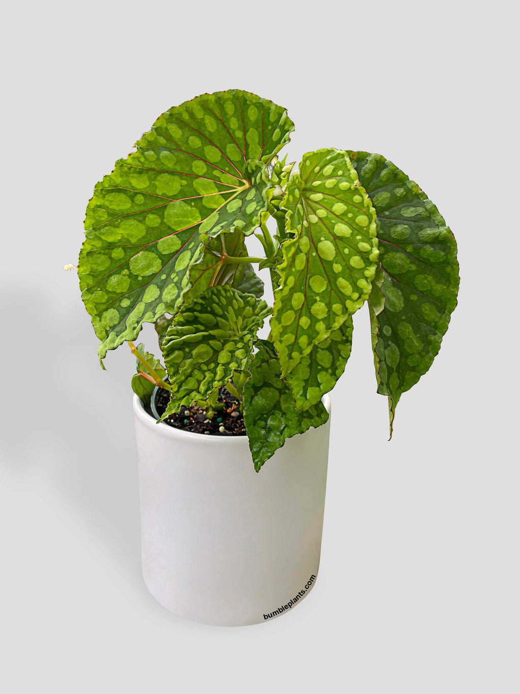 Bumble Plants Begonia U038 Chlorosticta