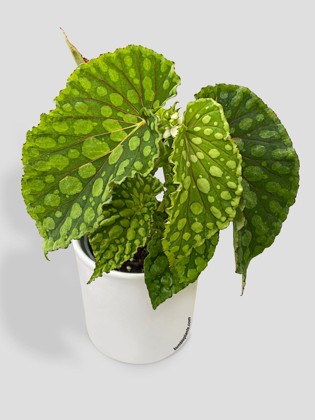 Bumble Plants Begonia U038 Chlorosticta