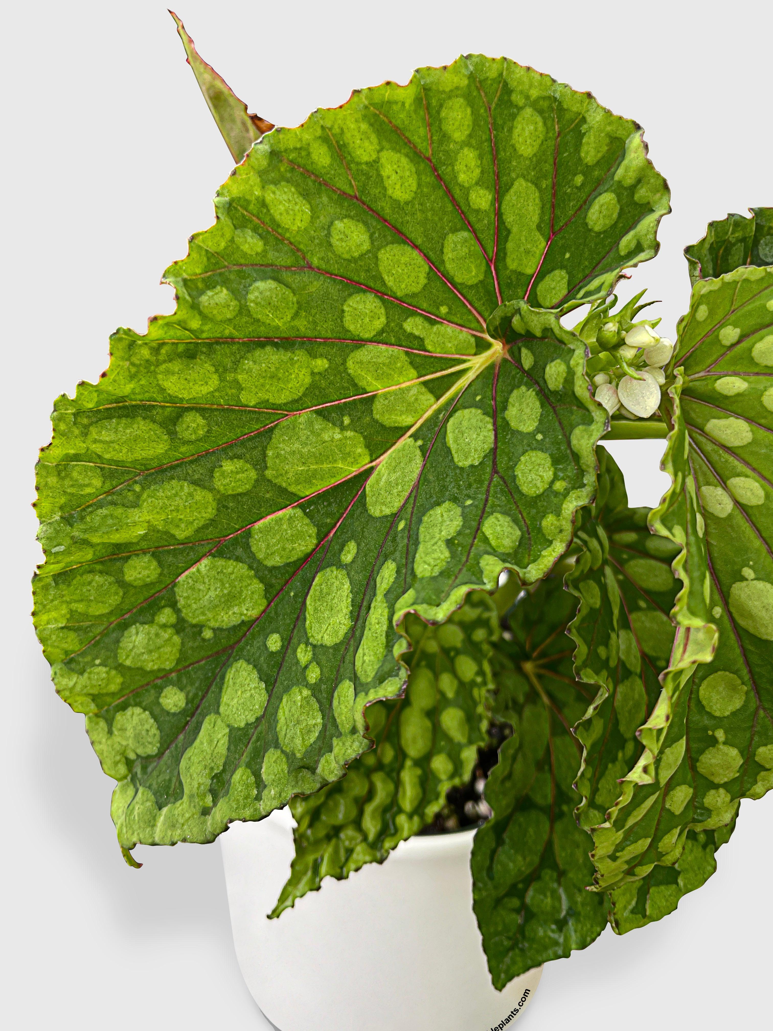 Bumble Plants Begonia U038 Chlorosticta